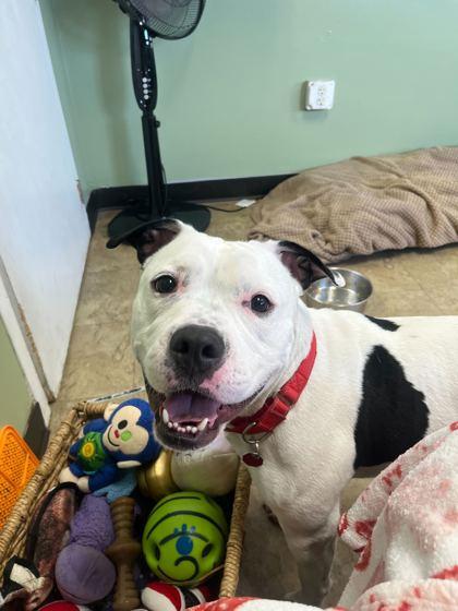 Juice, Adoptable, Young Male Mixed Breed & Mixed Breed.