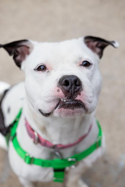 Enlarge Juice, a Adoptable Mixed Breed in Chicago, IL image 2/4