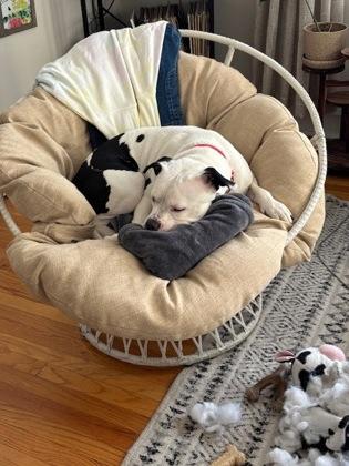 Juice, a Adoptable Mixed Breed in Chicago, IL image 2/3