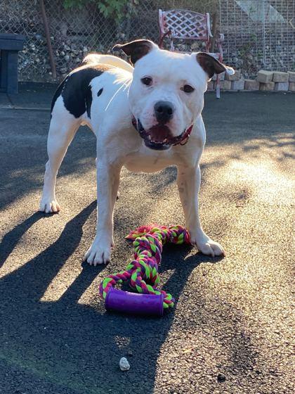 Enlarge Juice, a Adoptable Mixed Breed in Chicago, IL image 1/3