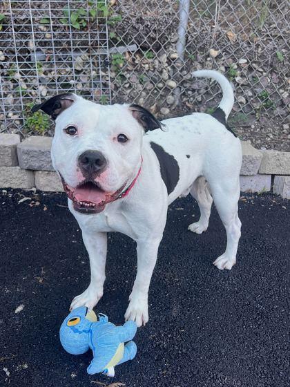 Enlarge Juice, a Adoptable Mixed Breed in Chicago, IL image 3/4