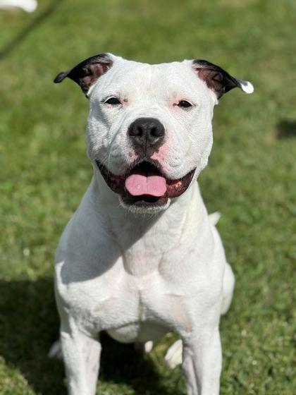 Enlarge Juice, a Adoptable Mixed Breed in Chicago, IL image 2/3