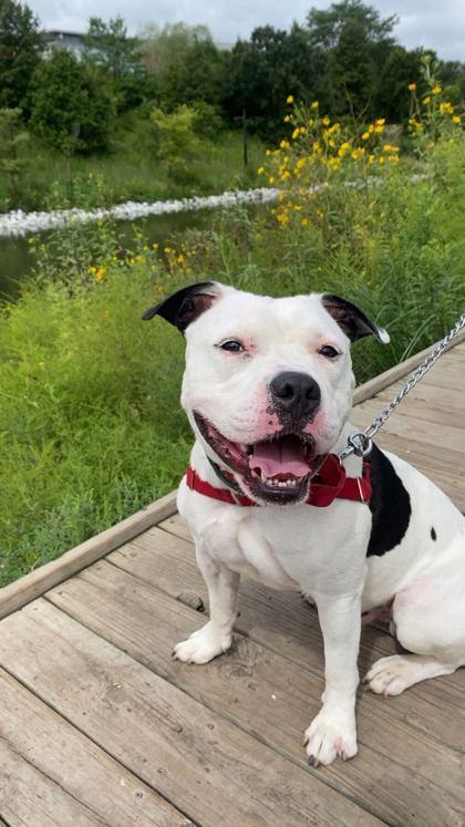 Enlarge Juice, a Adoptable Mixed Breed in Chicago, IL image 3/3