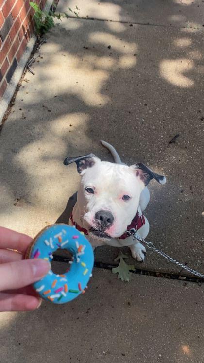 Juice, a Adoptable Mixed Breed in Chicago, IL image 3/3