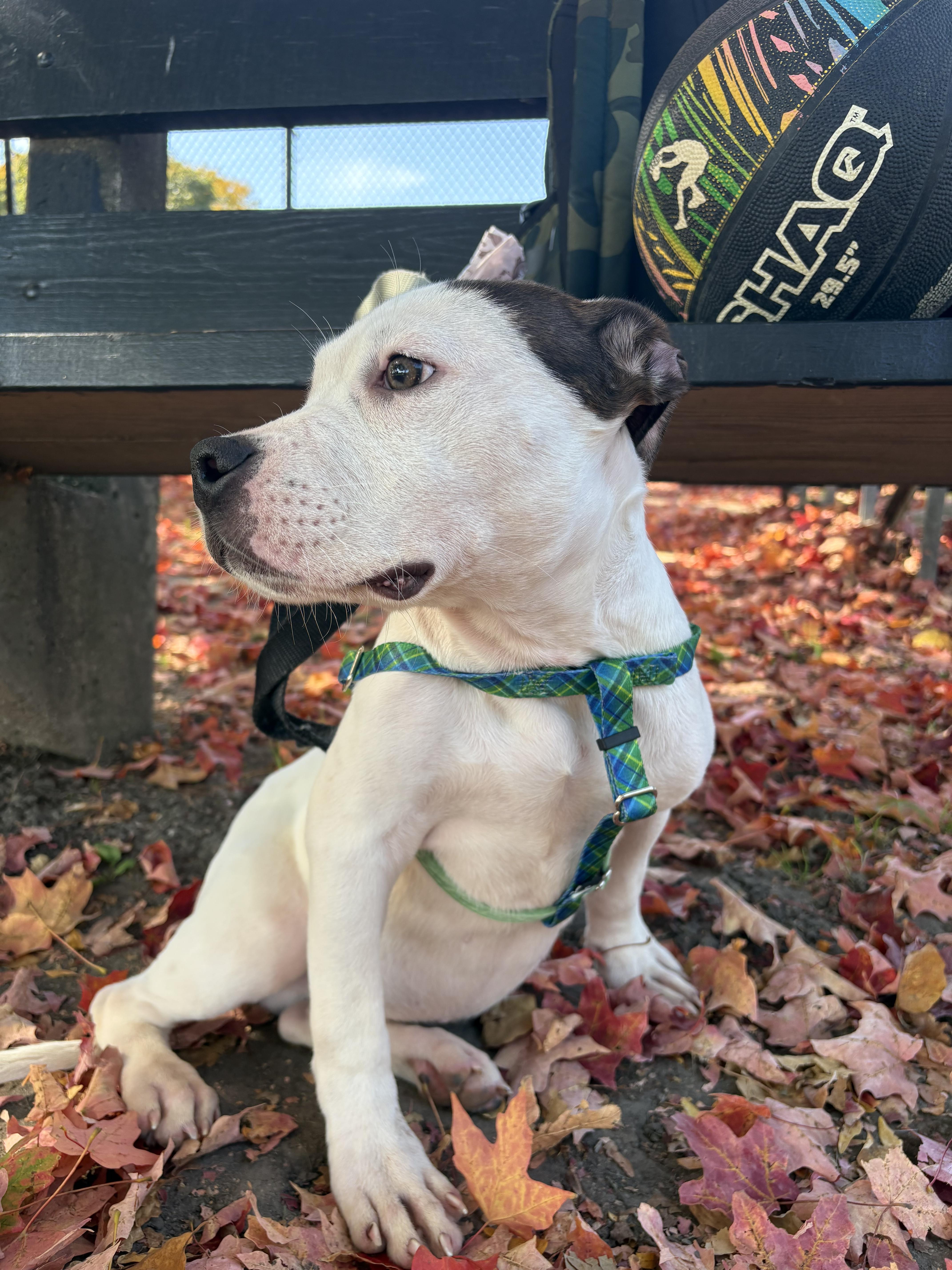 Frankenweenie, Adoptable, Puppy Male American Staffordshire Terrier.