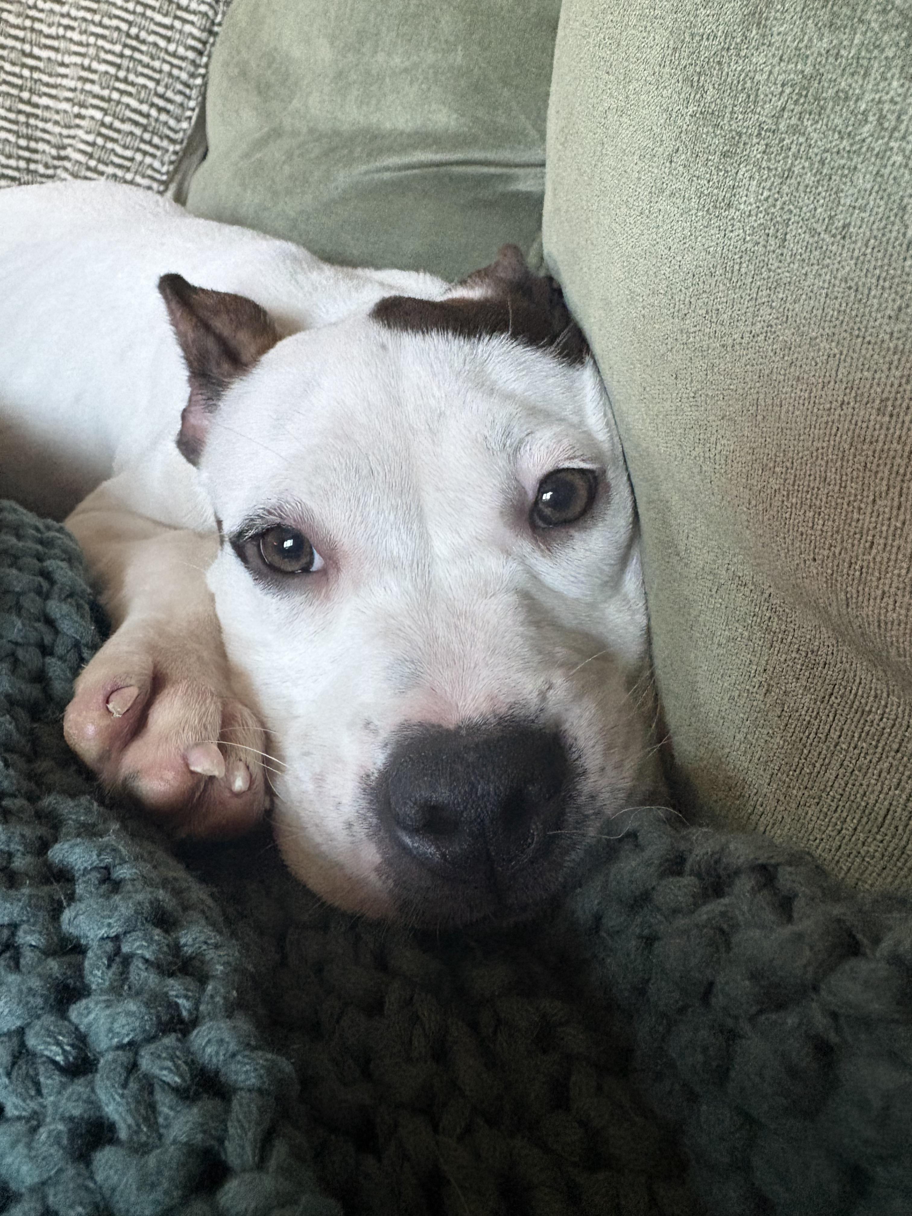Enlarge Frankenweenie, a Adoptable American Staffordshire Terrier in Wheaton, IL image 3/5