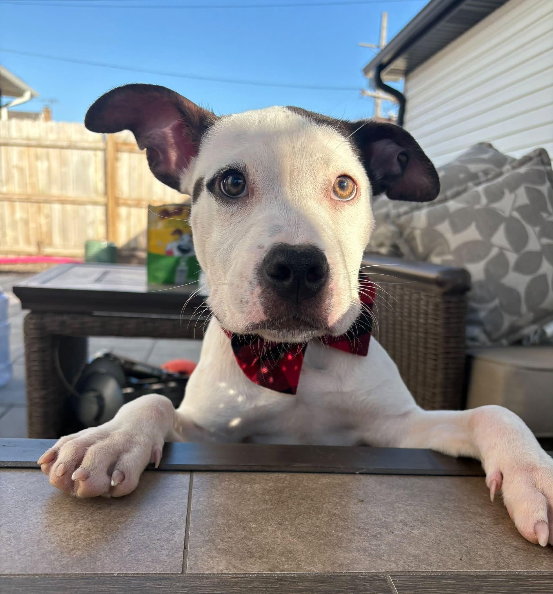 Enlarge Frankenweenie, a Adoptable American Staffordshire Terrier in Wheaton, IL image 4/5
