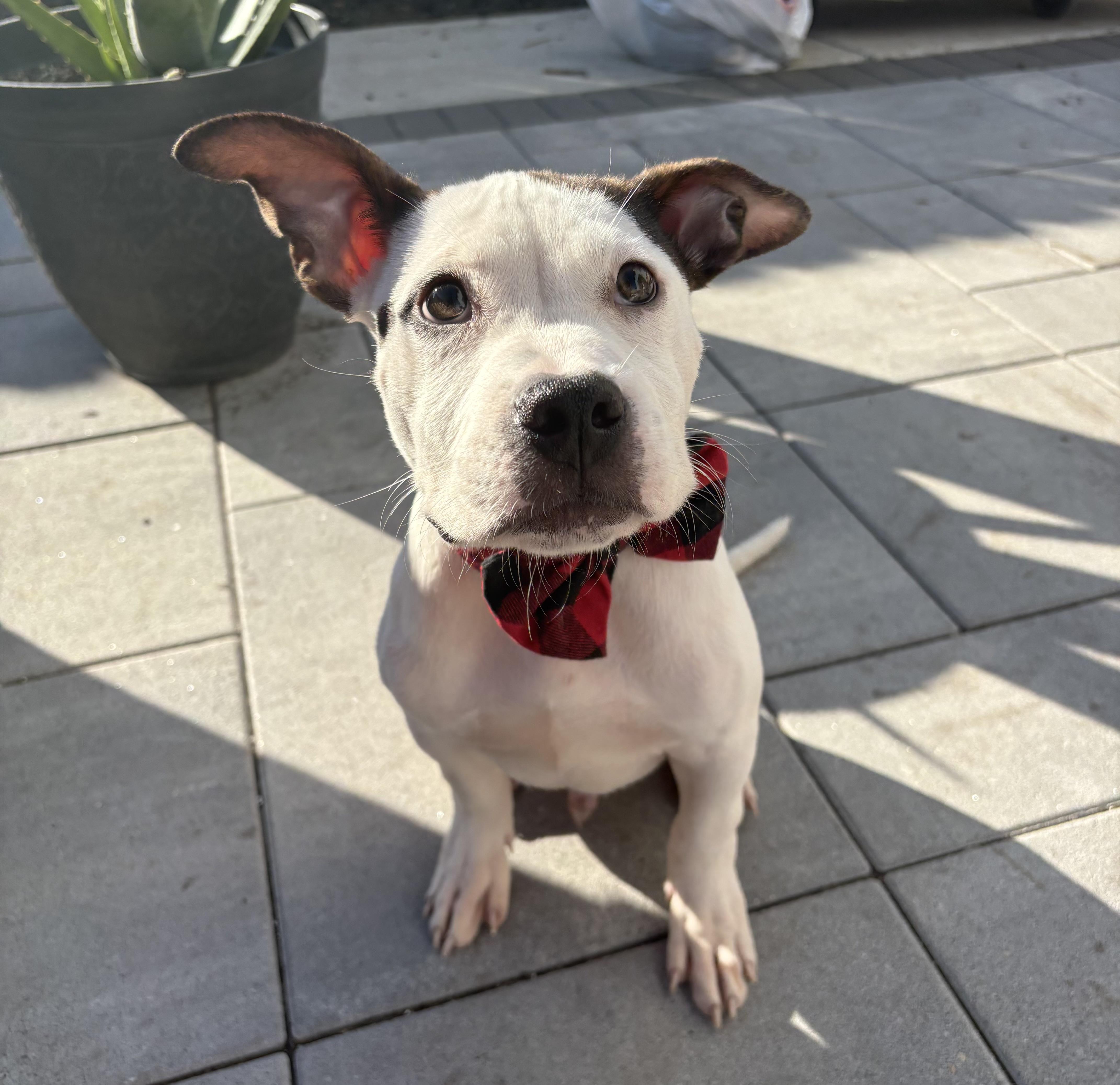 Enlarge Frankenweenie, a Adoptable American Staffordshire Terrier in Wheaton, IL image 5/5