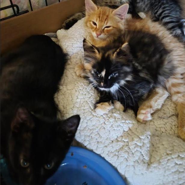 Enlarge Saga, a Adoptable Domestic Short Hair in Commerce City, CO image 1/6