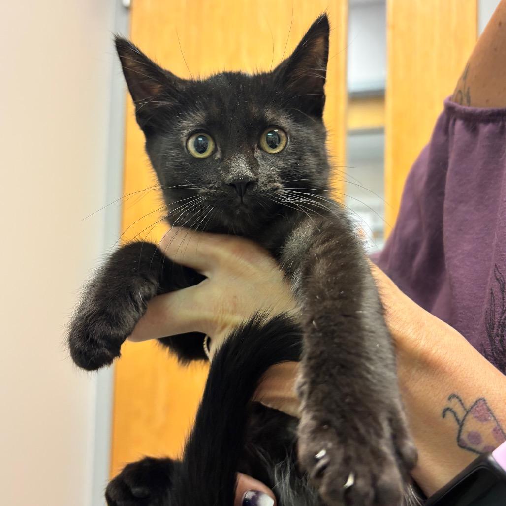 Enlarge Saga, a Adoptable Domestic Short Hair in Commerce City, CO image 4/6