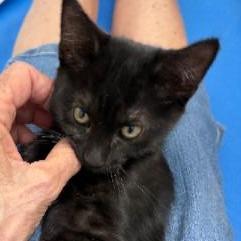 Enlarge Saga, a Adoptable Domestic Short Hair in Commerce City, CO image 5/6