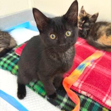 Saga, Adoptable, Kitten Female Domestic Short Hair.