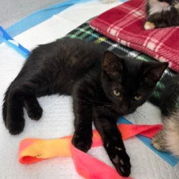 Enlarge Saga, a Adoptable Domestic Short Hair in Commerce City, CO image 3/6