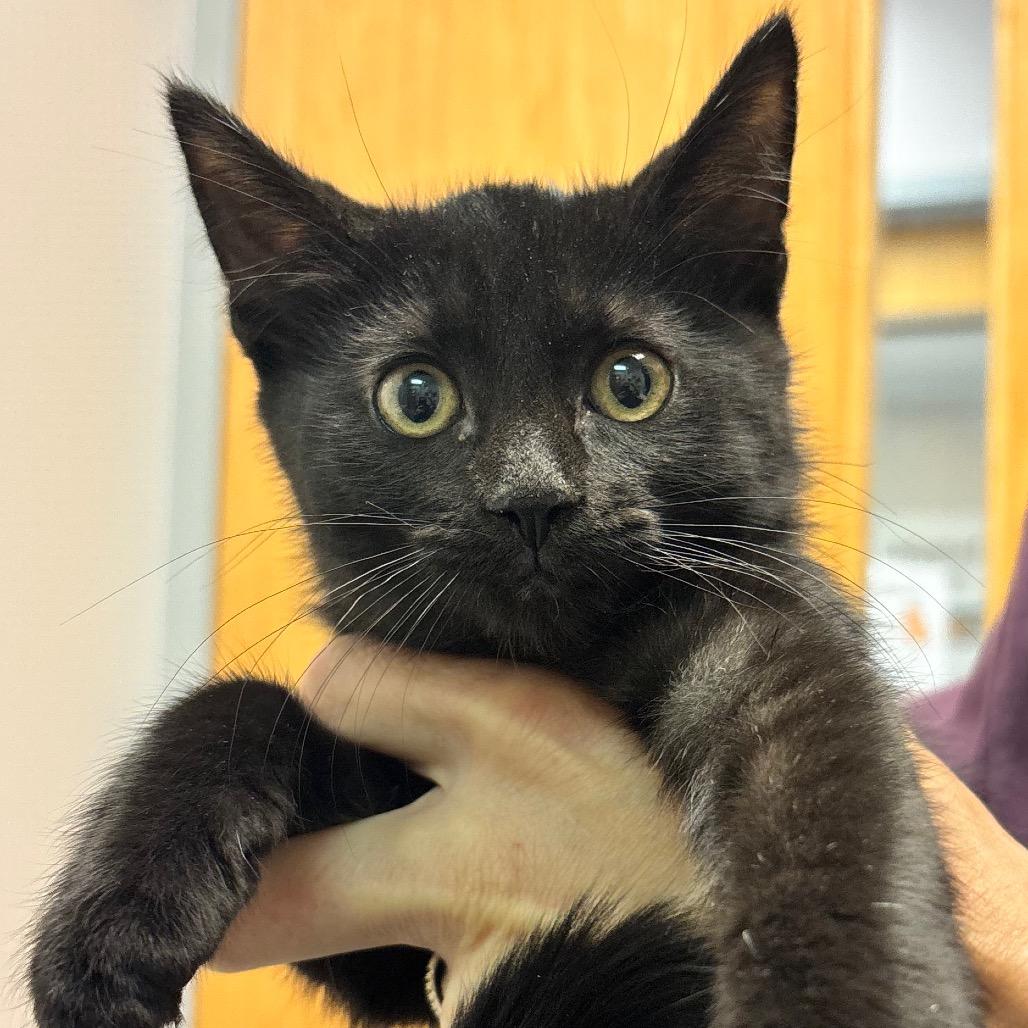 Enlarge Saga, a Adoptable Domestic Short Hair in Commerce City, CO image 6/6
