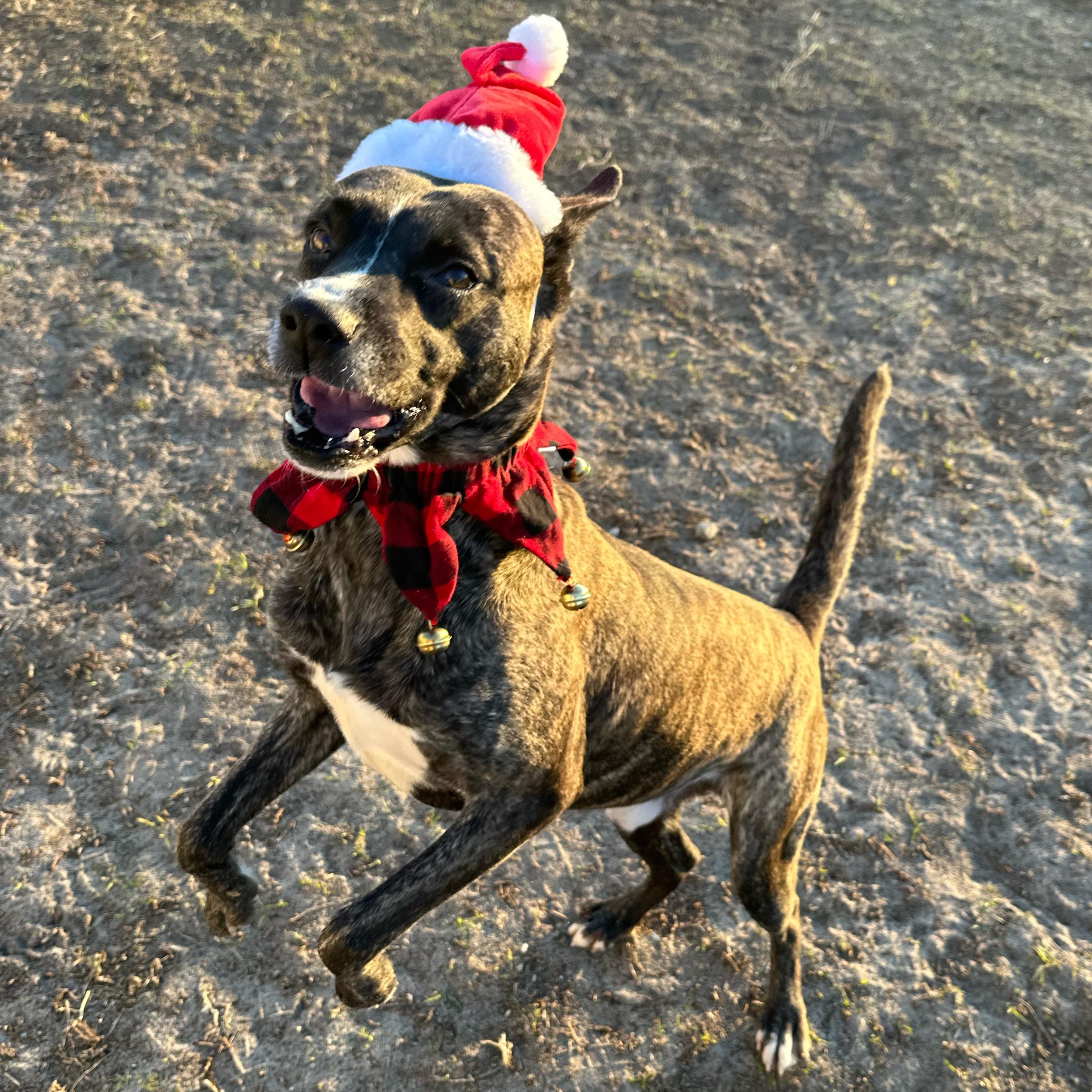 Enlarge Chico, a Adoptable mixed breed in Valdosta, GA image 4/6