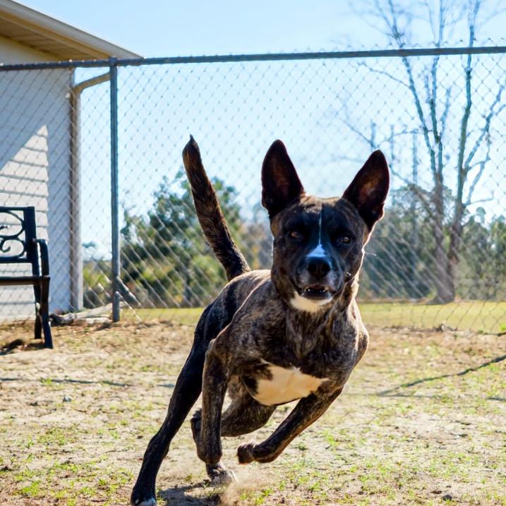 Chico, Adoptable, Young Male Shepherd.