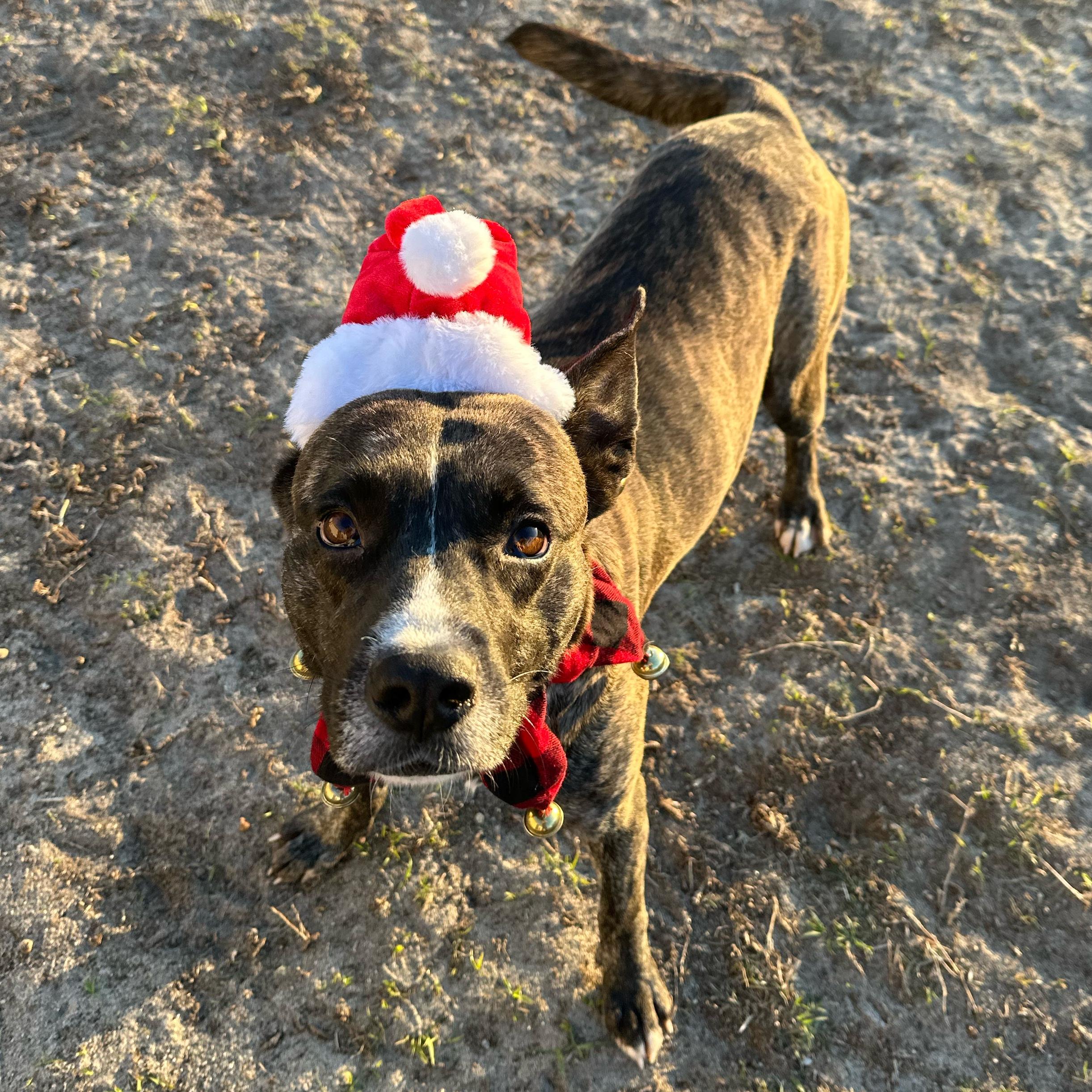 Enlarge Chico, a Adoptable mixed breed in Valdosta, GA image 5/6