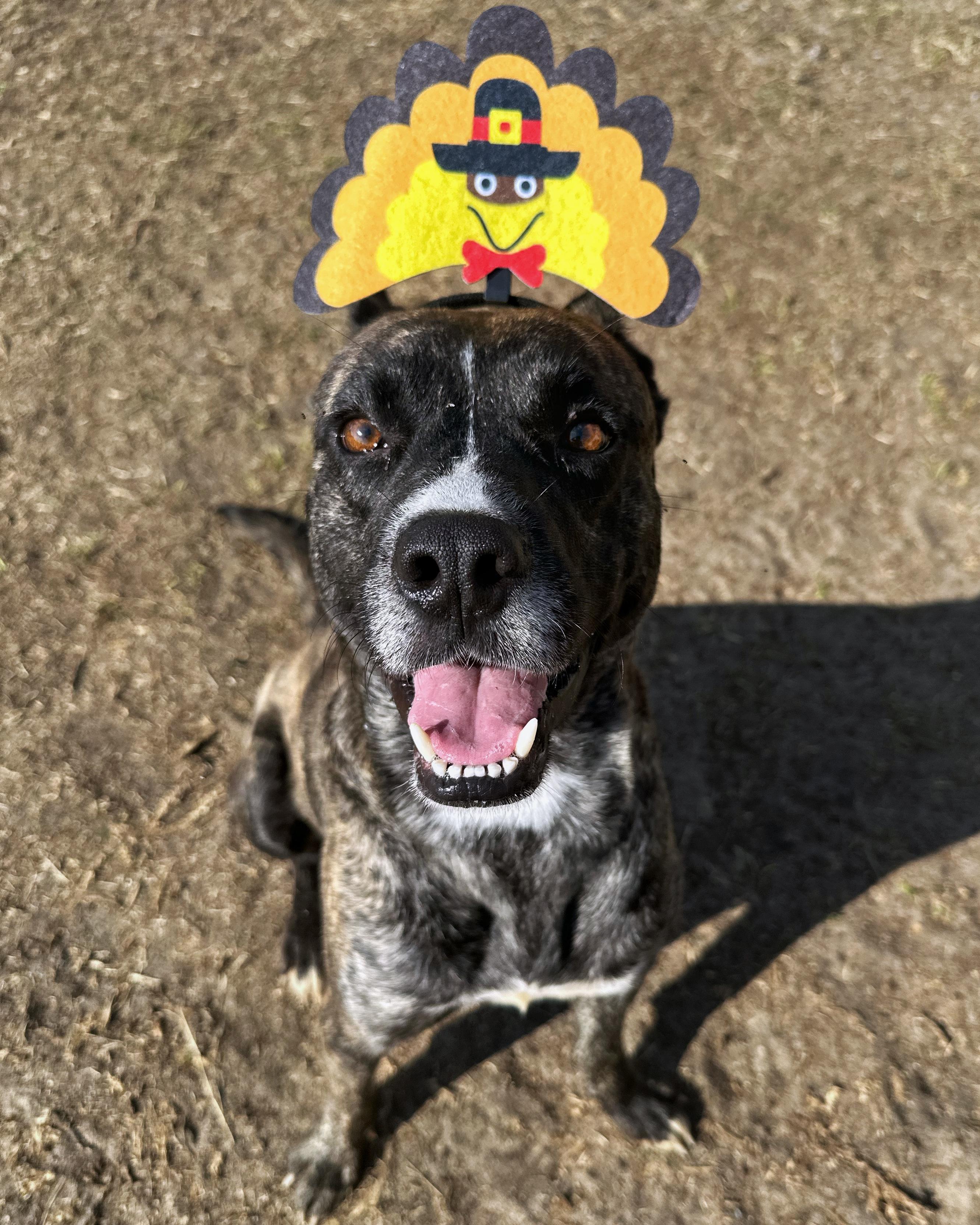 Chico, a Adoptable mixed breed in Valdosta, GA image 5/6