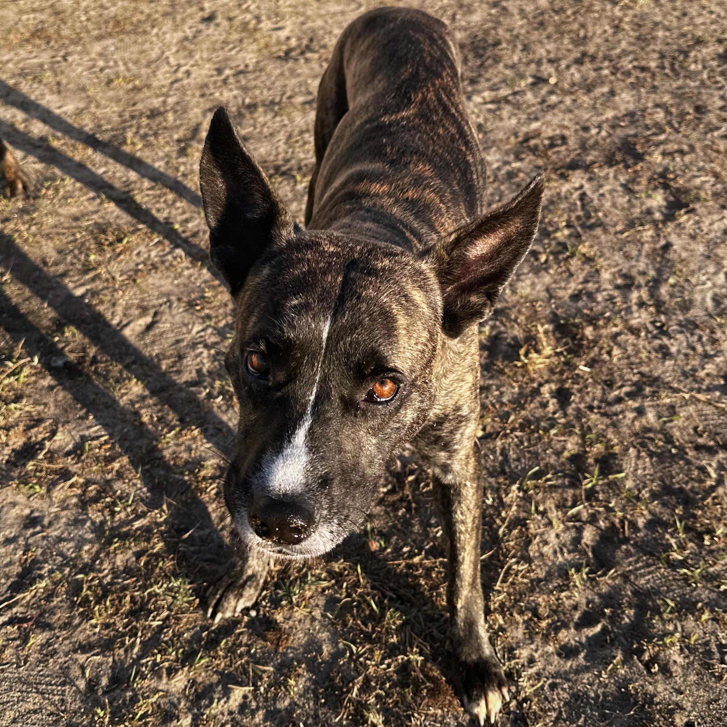Chico, a Adoptable mixed breed in Valdosta, GA image 2/6