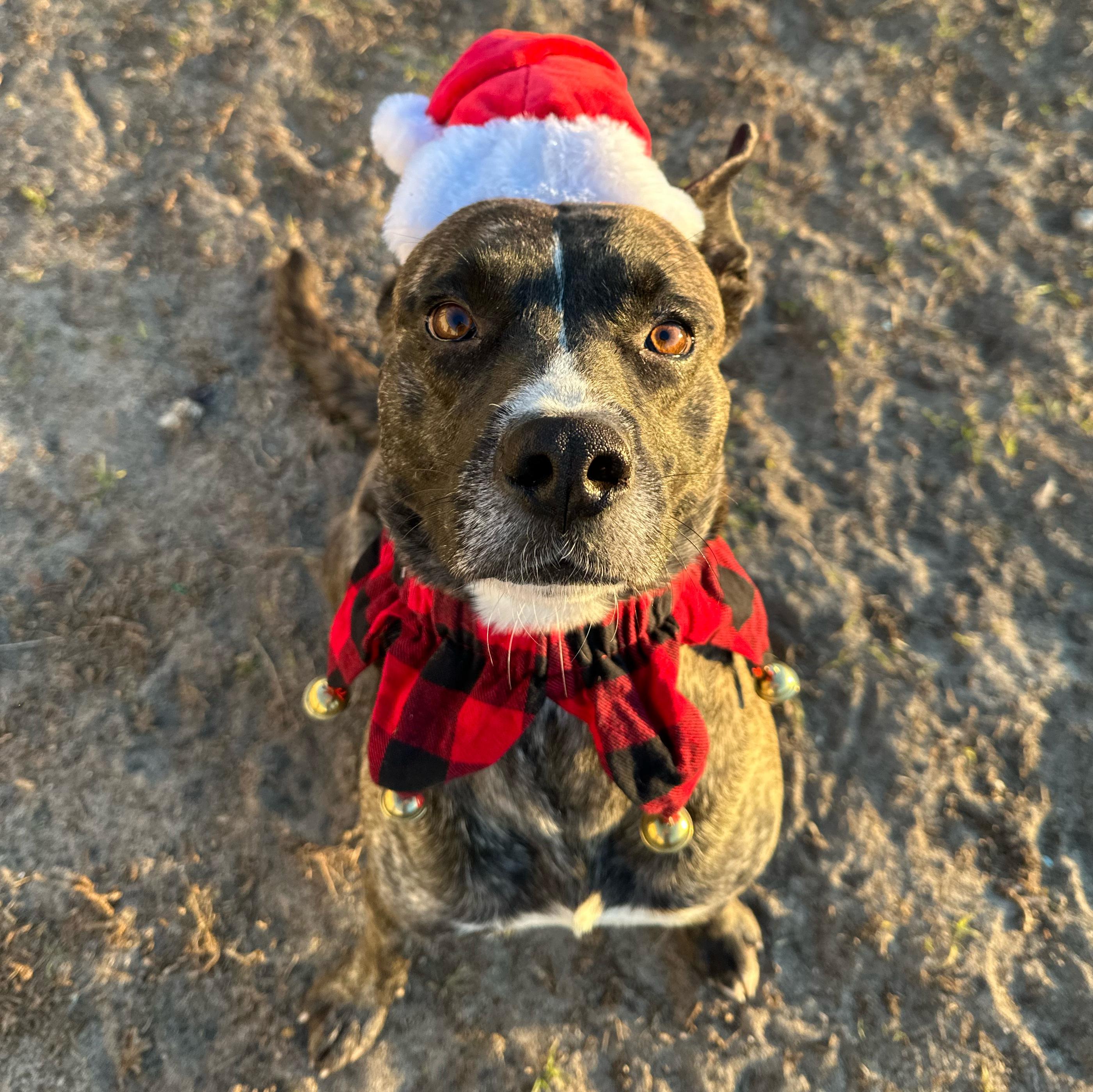 Enlarge Chico, a Adoptable mixed breed in Valdosta, GA image 6/6