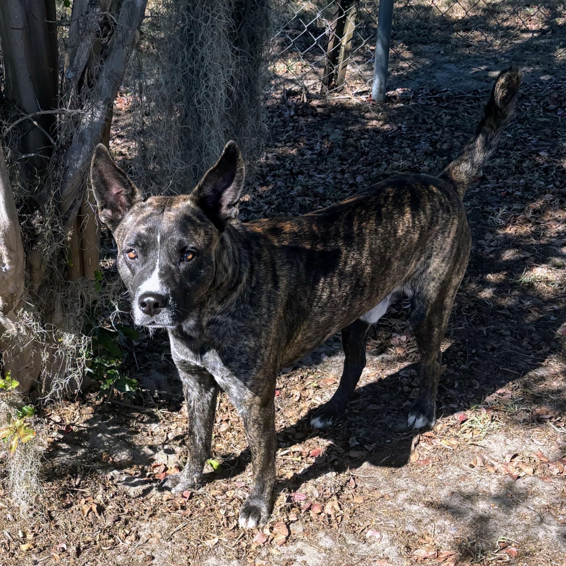 Chico, a Adoptable mixed breed in Valdosta, GA image 3/6