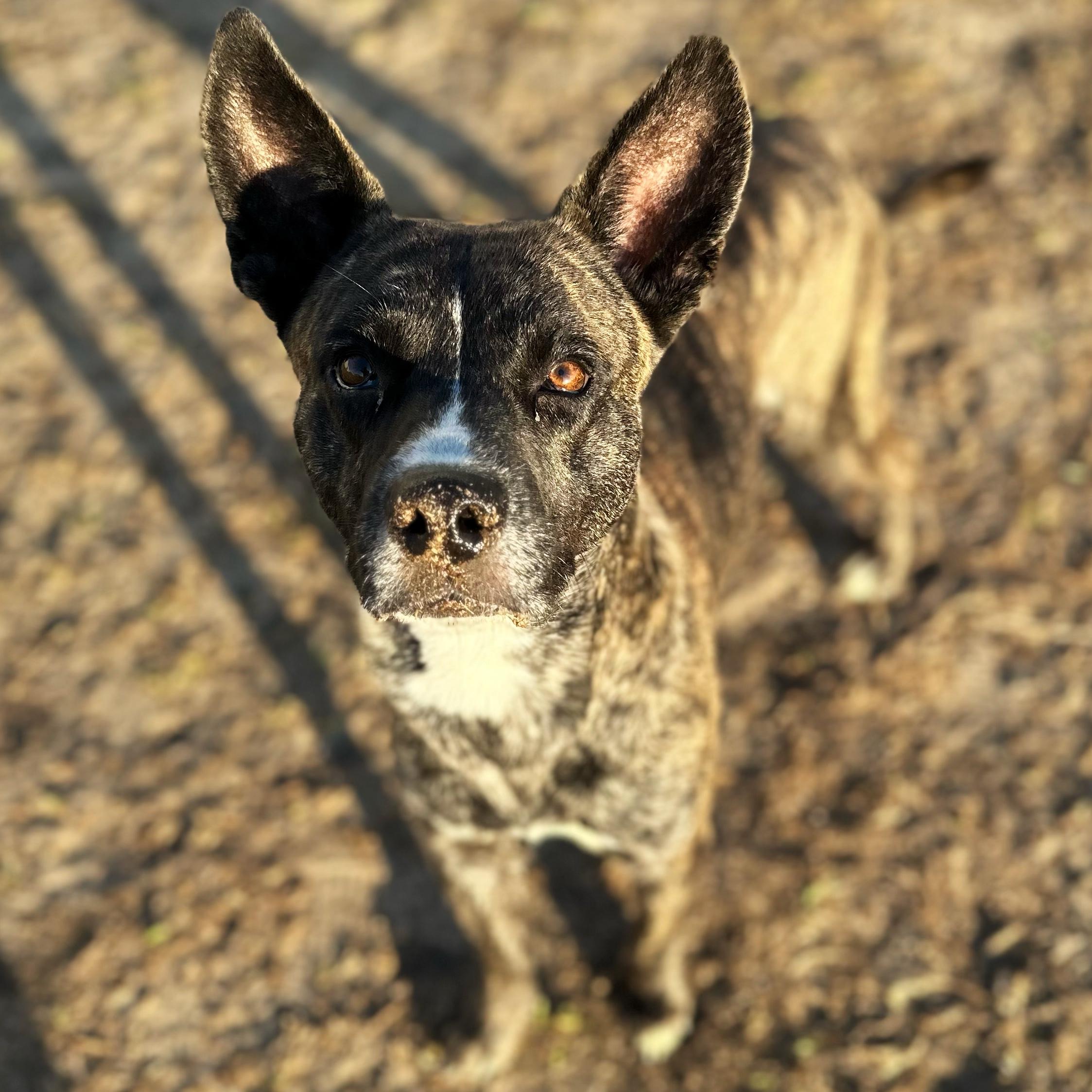 Chico, a Adoptable mixed breed in Valdosta, GA image 4/6