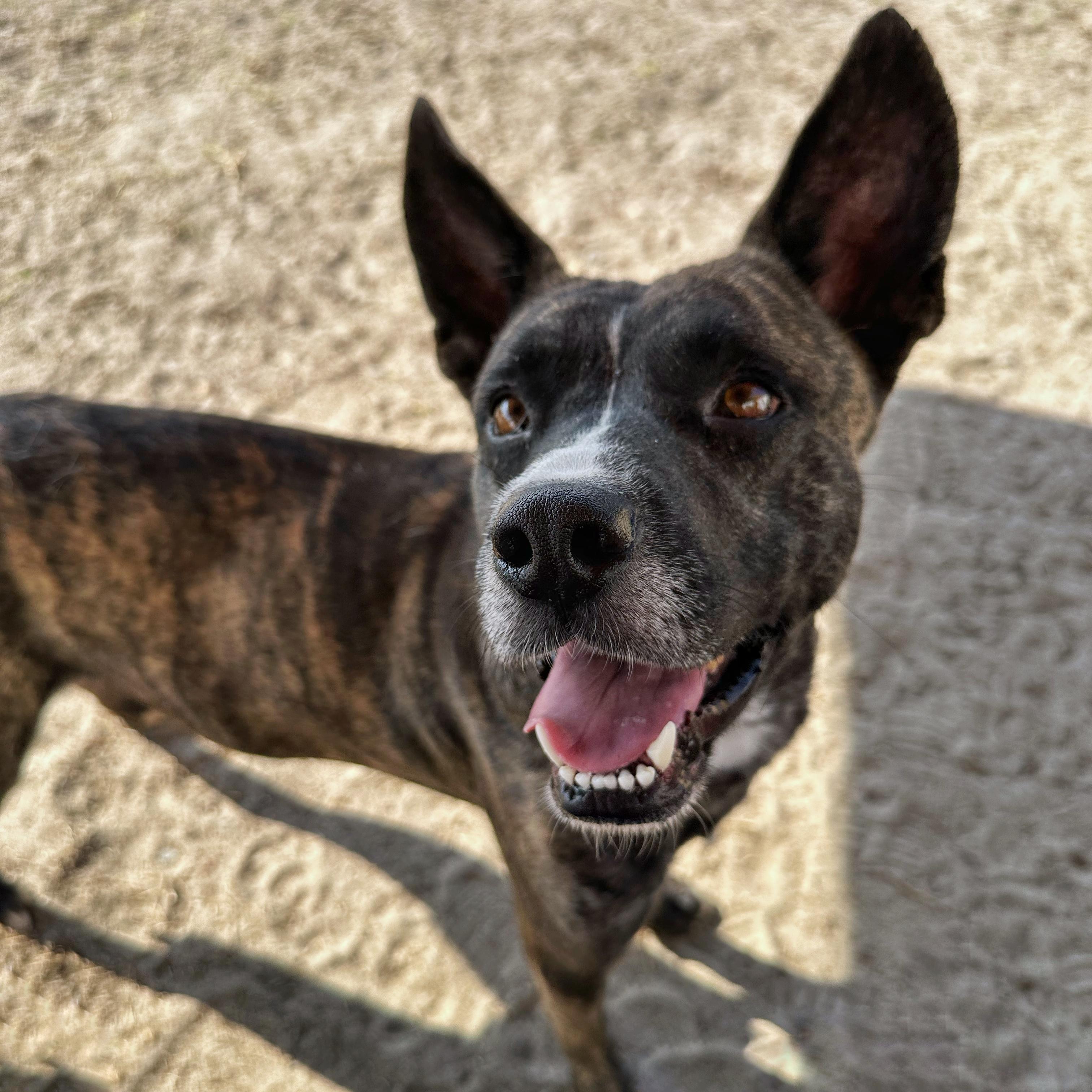 Chico, a Adoptable mixed breed in Valdosta, GA image 6/6