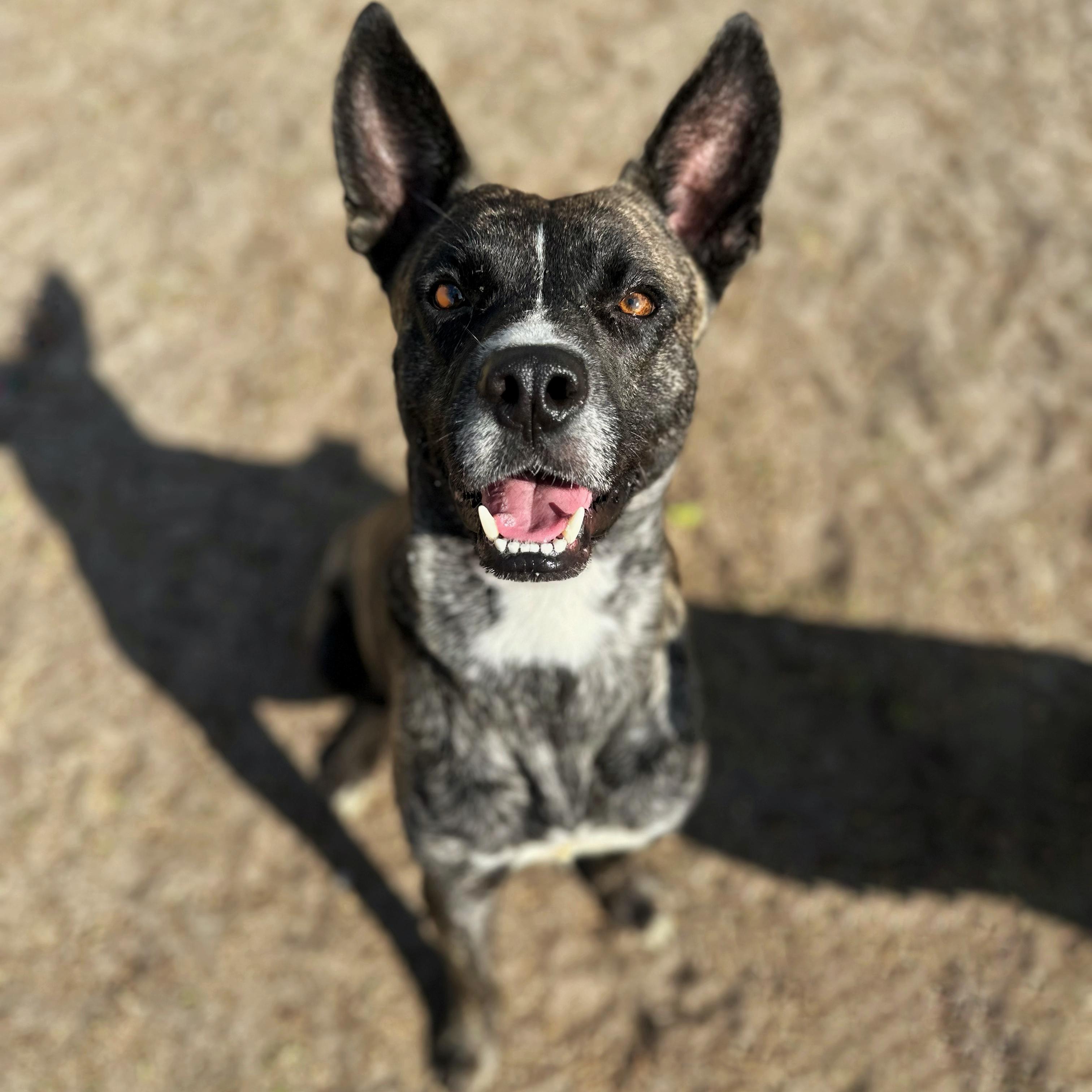 Chico, a Adoptable mixed breed in Valdosta, GA image 1/6