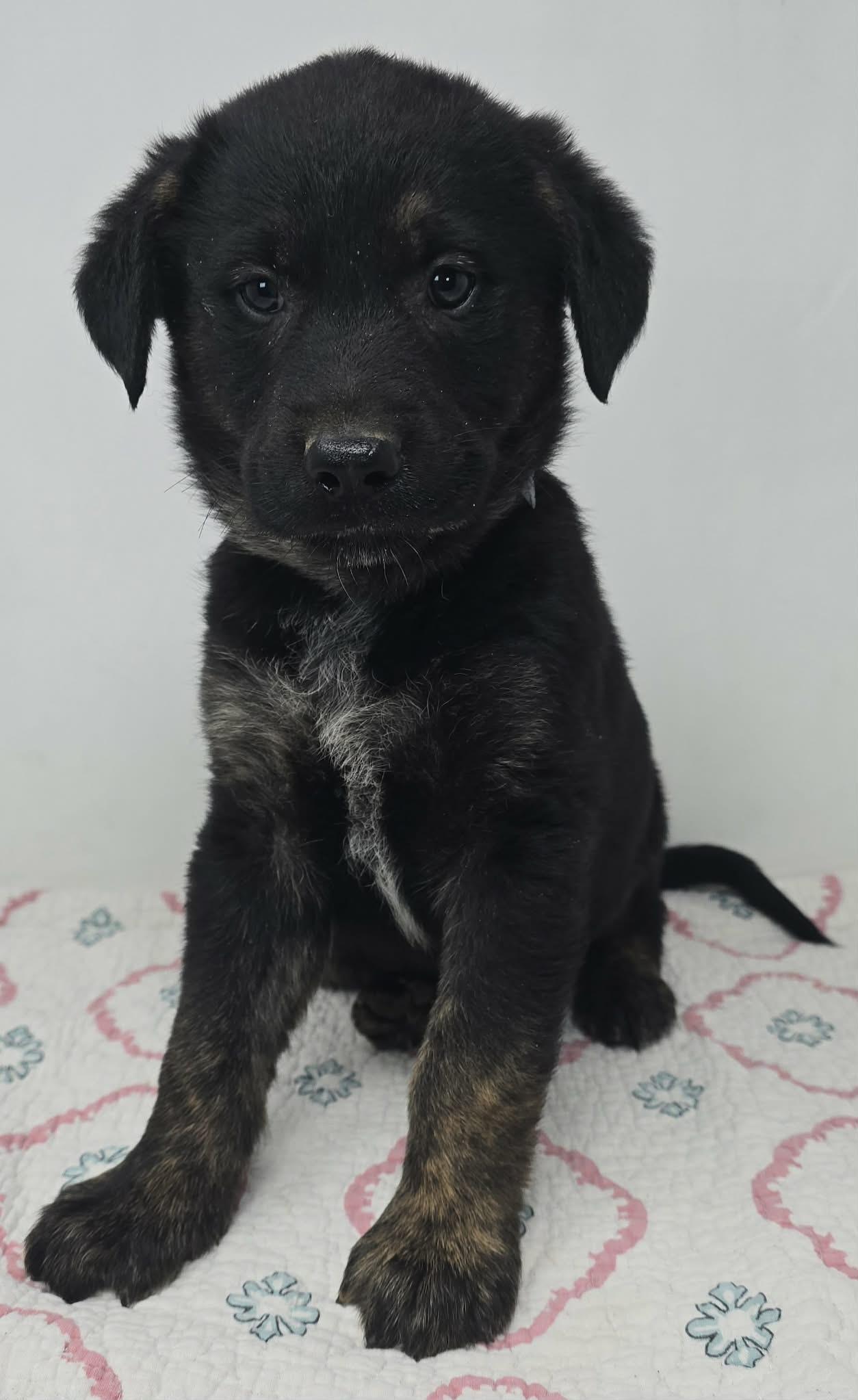Enlarge Beacon Hill, a Adoptable mixed breed in Newport, TN image 3/6