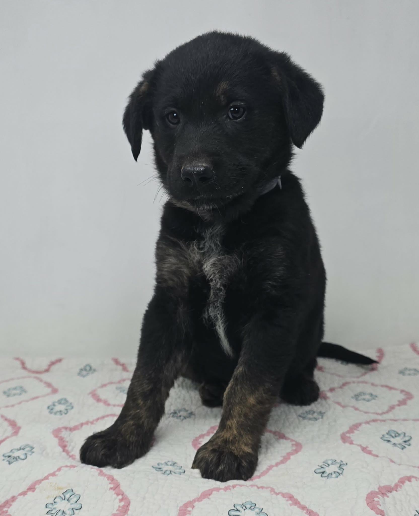 Enlarge Beacon Hill, a Adoptable mixed breed in Newport, TN image 4/6