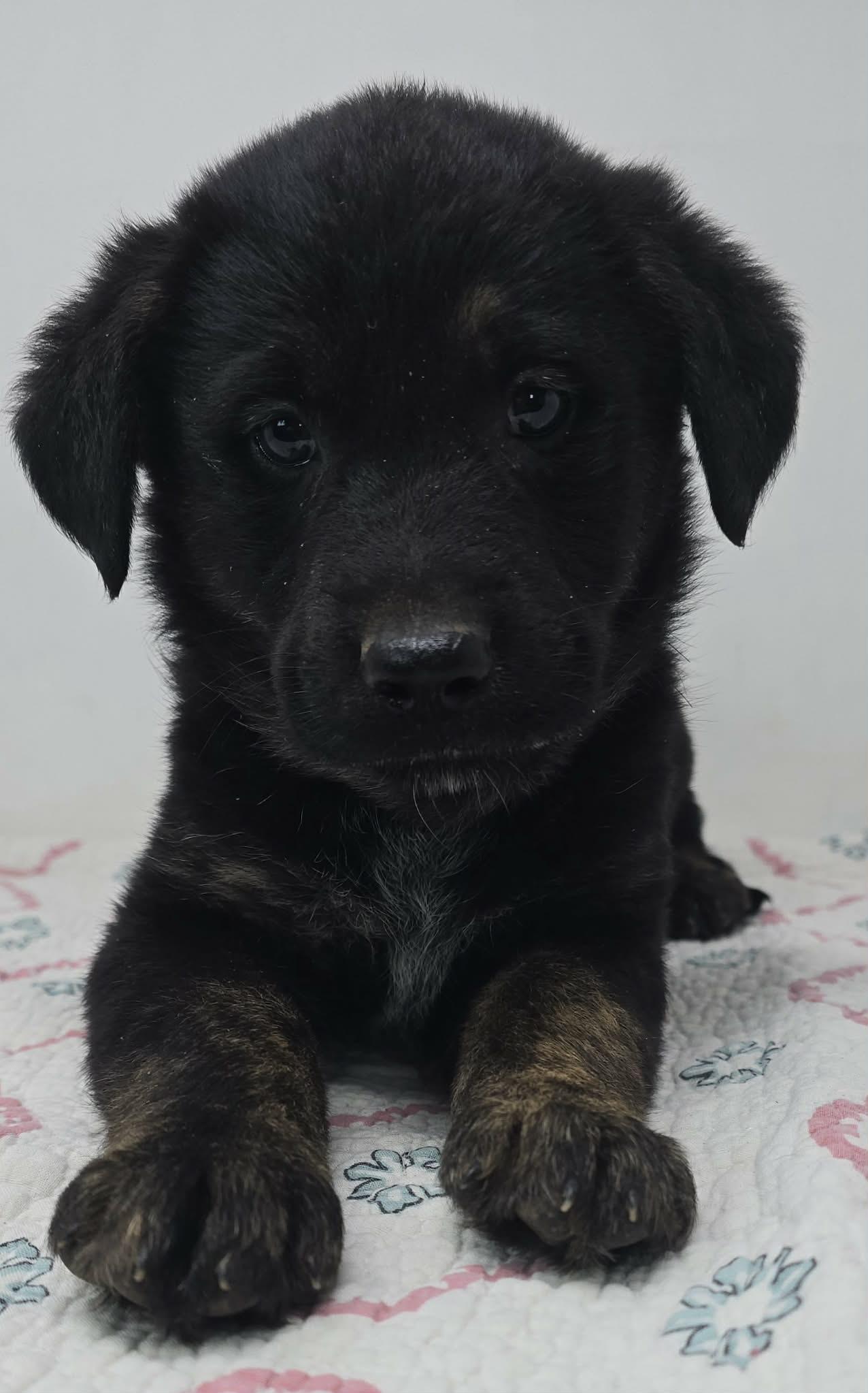 Enlarge Beacon Hill, a Adoptable mixed breed in Newport, TN image 2/6