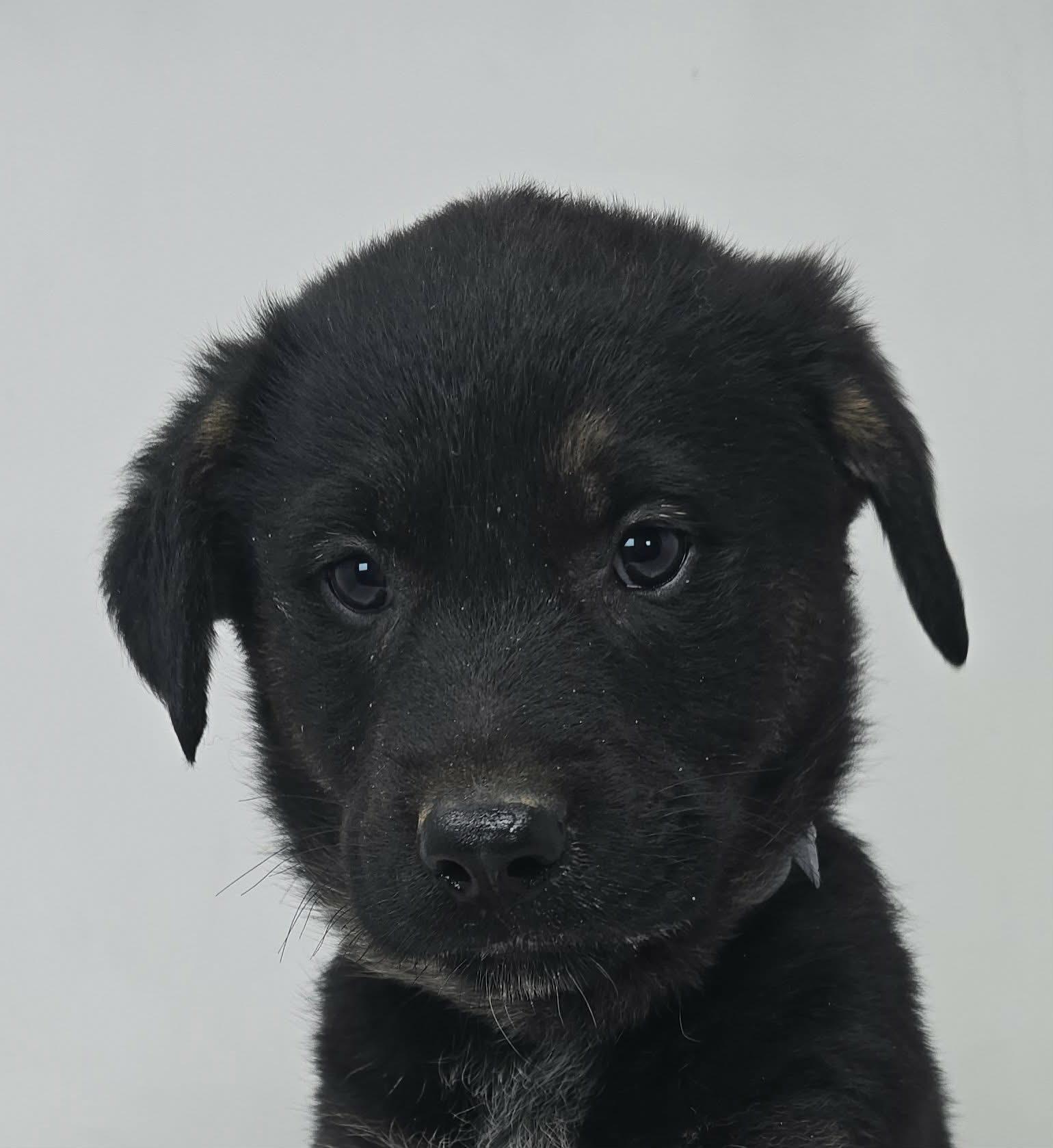 Enlarge Beacon Hill, a Adoptable mixed breed in Newport, TN image 6/6