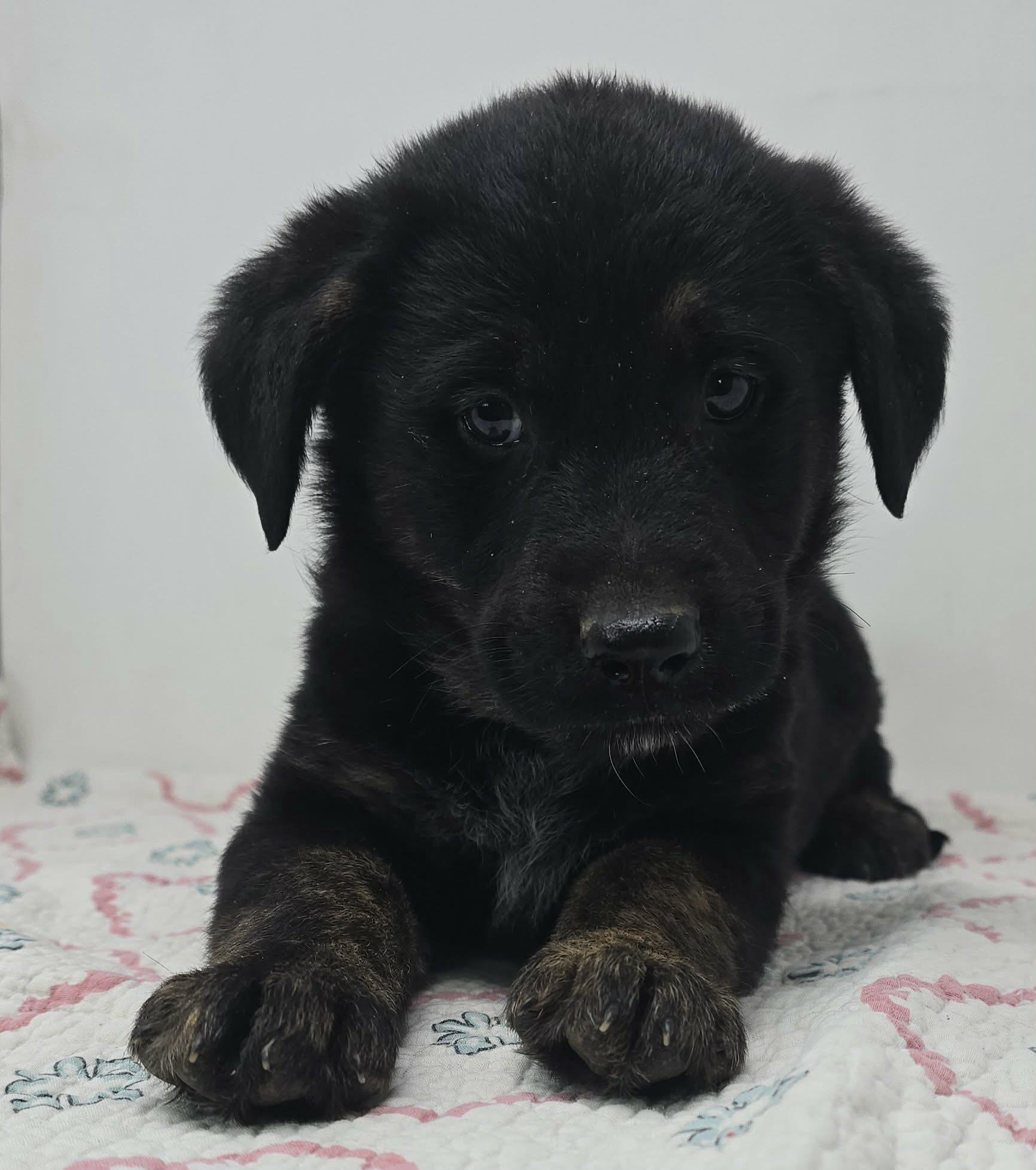 Enlarge Beacon Hill, a Adoptable mixed breed in Newport, TN image 5/6