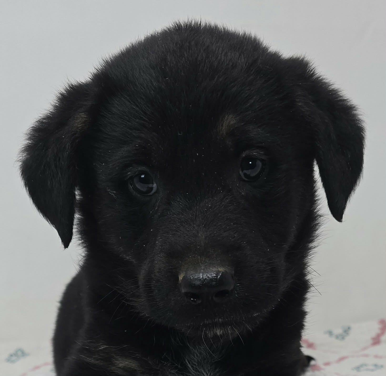 Enlarge Beacon Hill, a Adoptable mixed breed in Newport, TN image 1/6