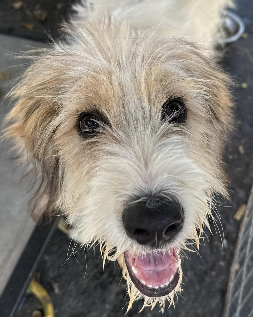 Dog for adoption Rudee, a Mixed Breed in Santa Rosa, CA Petfinder