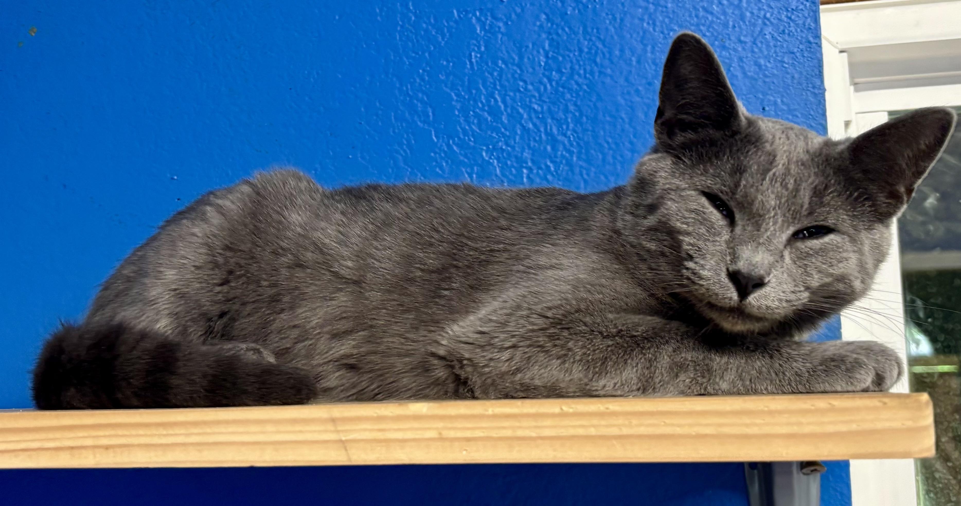 Seven, an adoptable Domestic Short Hair in Melbourne, AR, 72556 | Photo Image 2