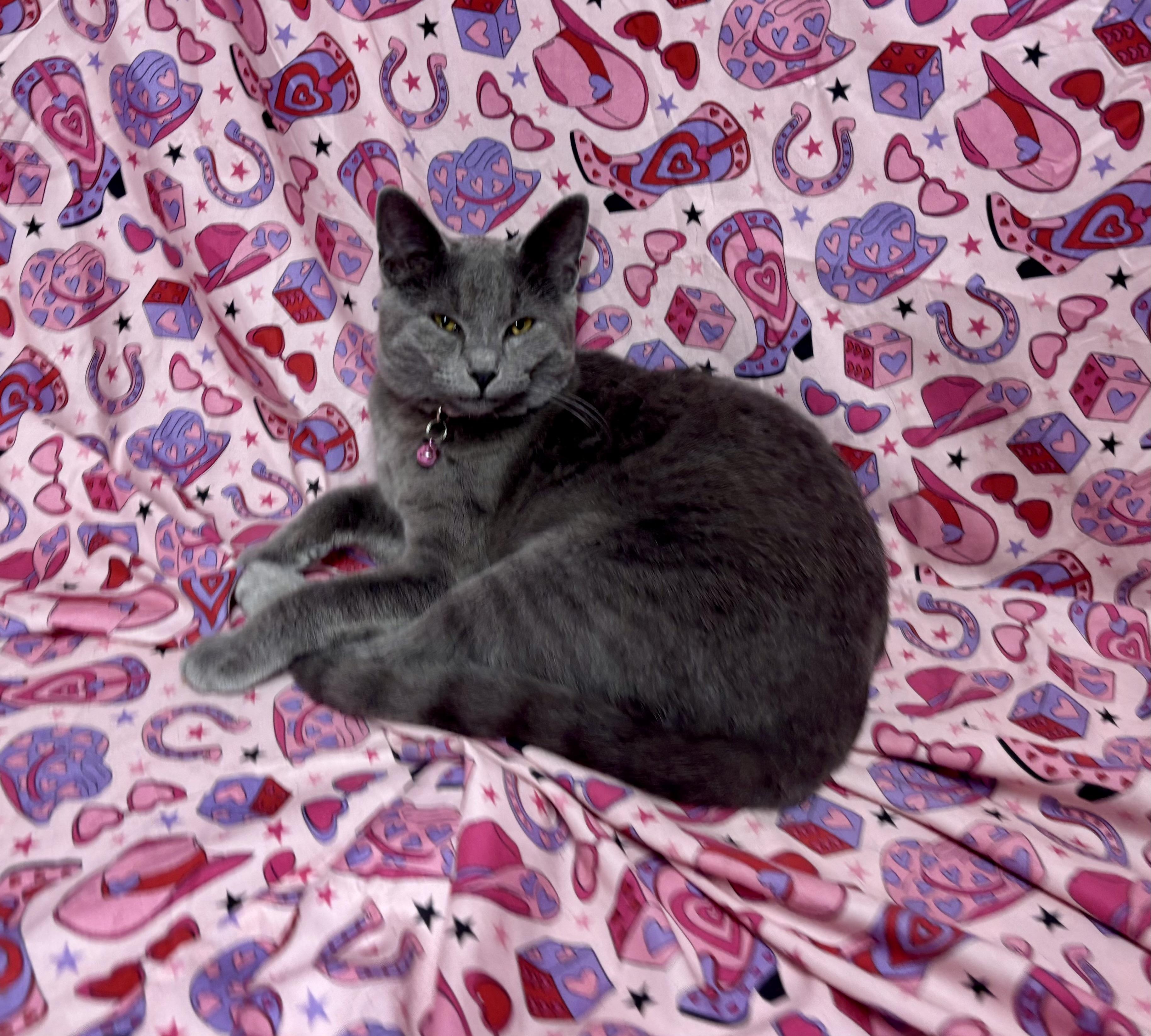 Seven, Young Female Domestic Short Hair