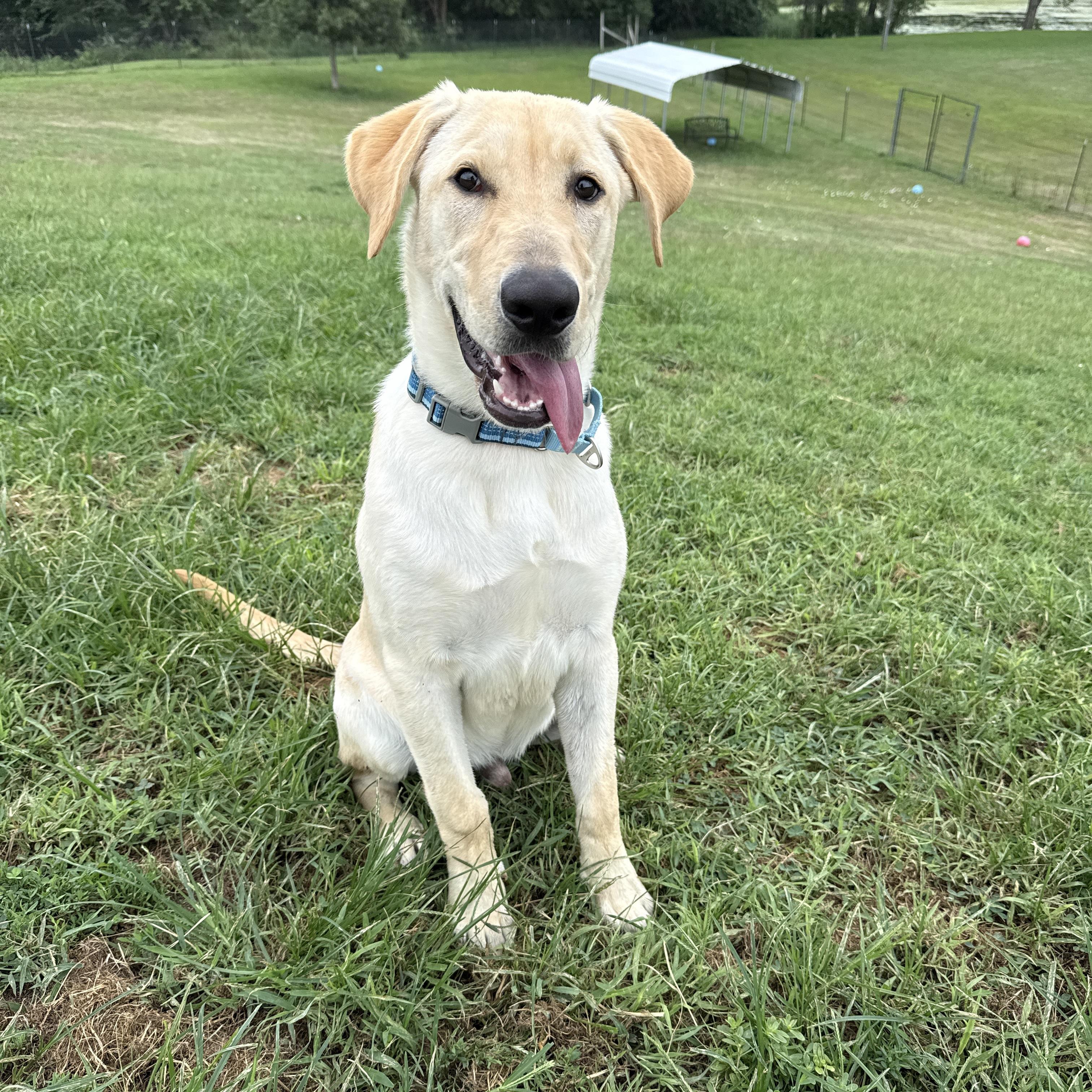 Enlarge Buttercream Benny, an adopted Labrador Retriever in Auburn, NE image 2/6