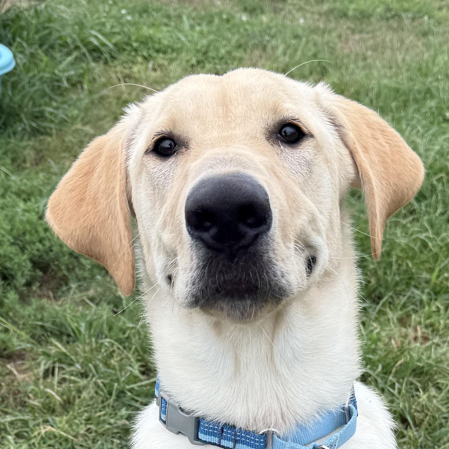 Buttercream Benny, adopted, Puppy Male Labrador Retriever.