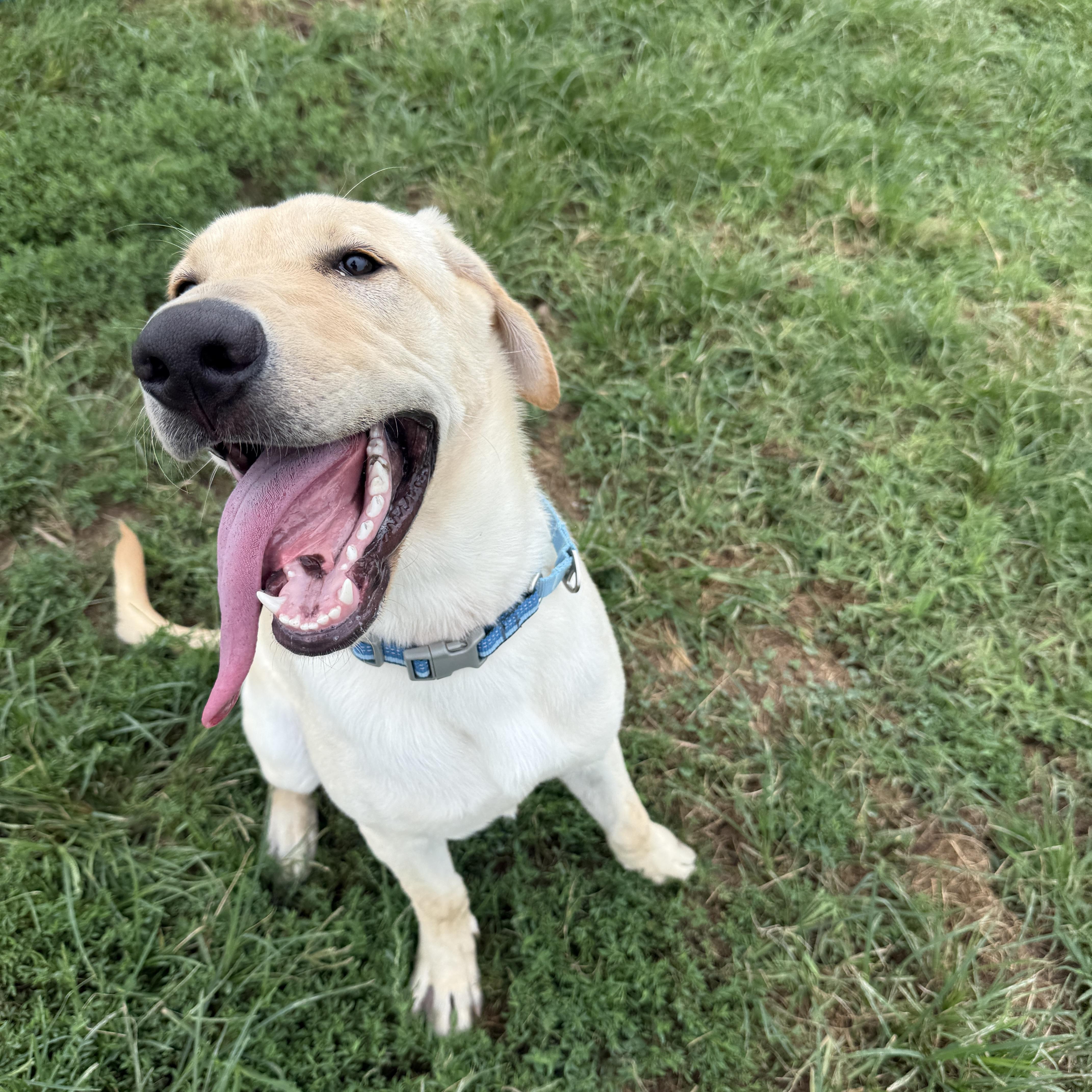 Enlarge Buttercream Benny, an adopted Labrador Retriever in Auburn, NE image 3/6