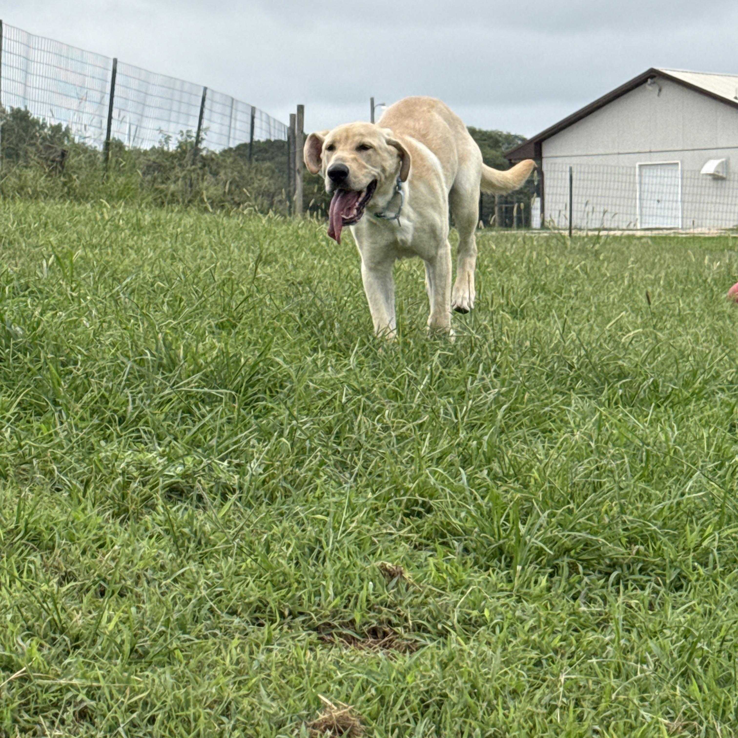 Enlarge Buttercream Benny, an adopted Labrador Retriever in Auburn, NE image 6/6