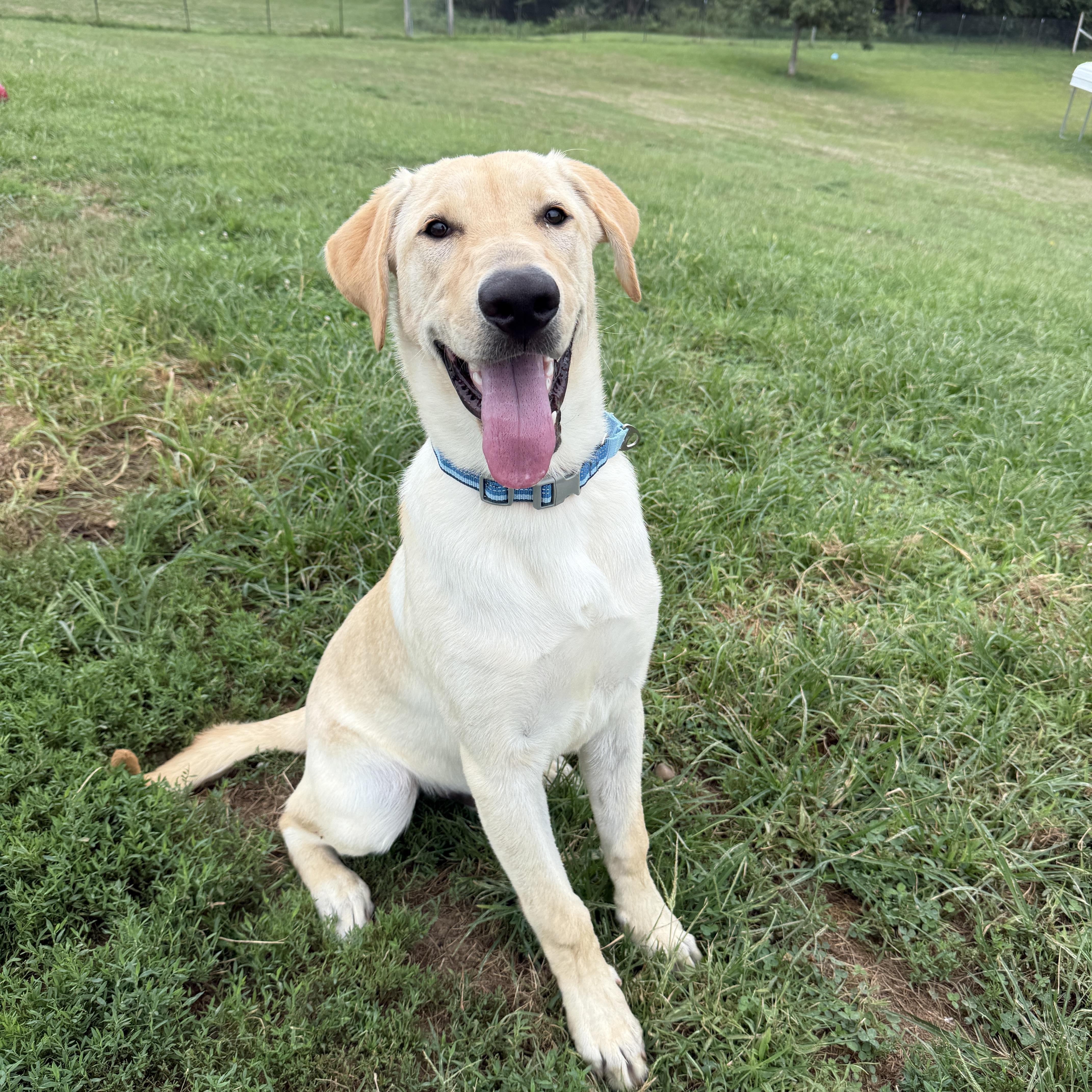 Enlarge Buttercream Benny, an adopted Labrador Retriever in Auburn, NE image 4/6