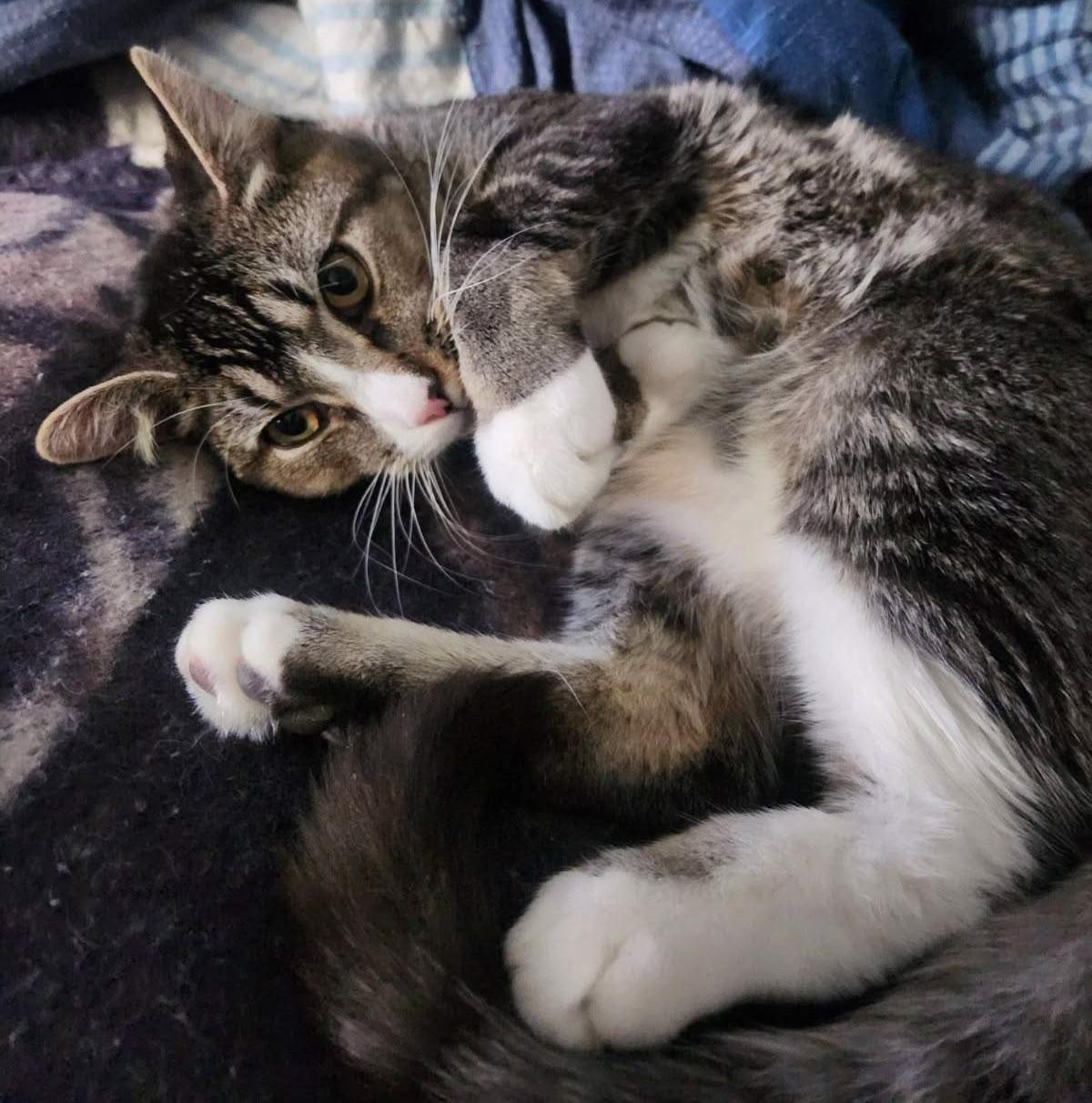 Chase, Adoptable, Kitten Male Tabby.