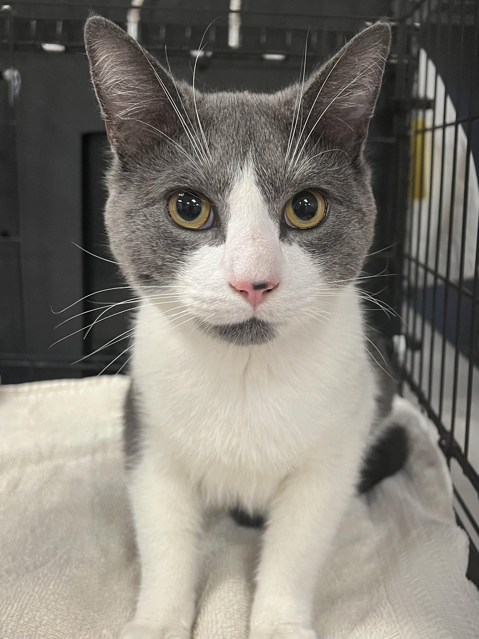 Douglas, a ADOPTABLE Domestic Short Hair in Johnston, RI image 3/6