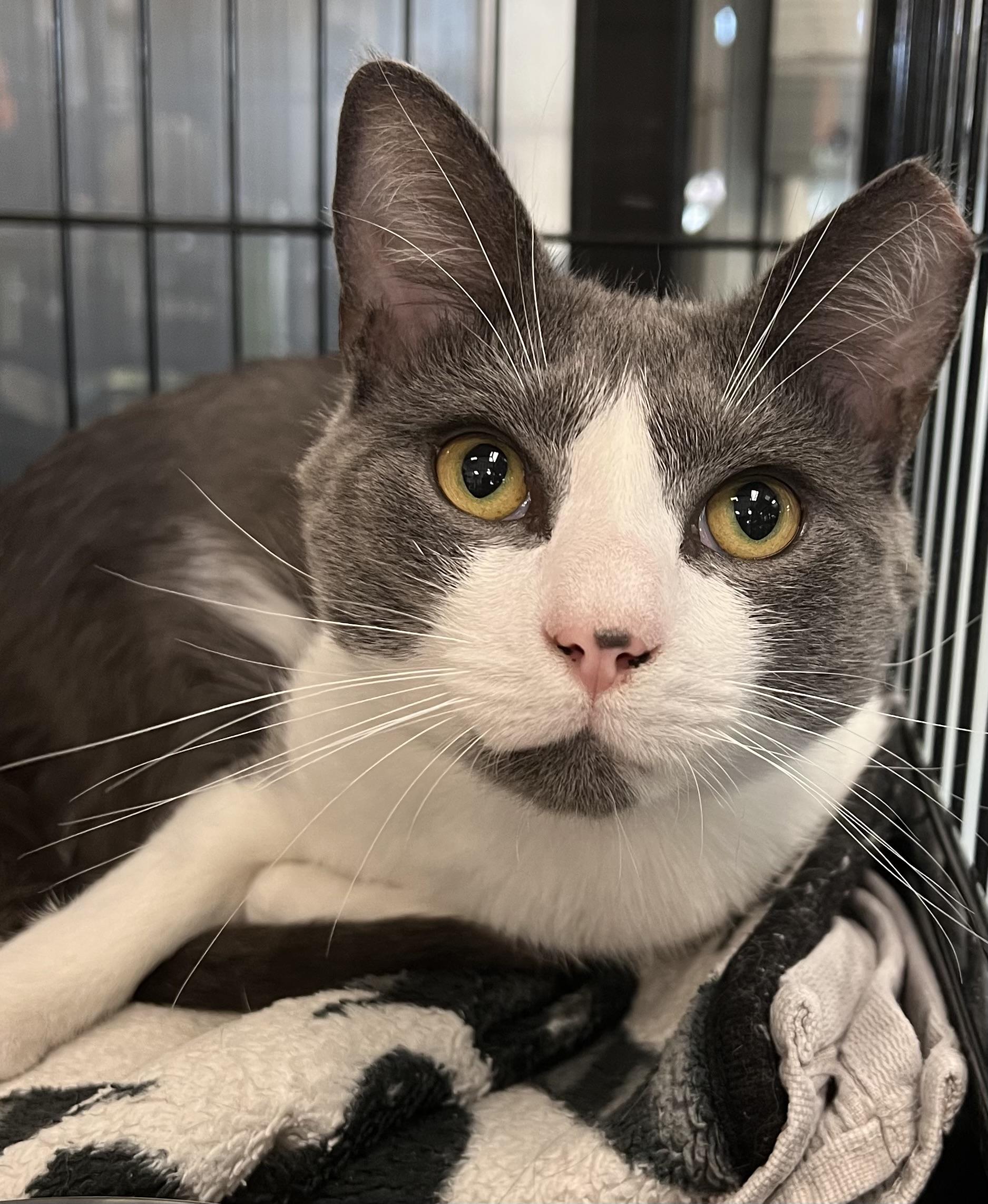 Douglas, a ADOPTABLE Domestic Short Hair in Johnston, RI image 1/6