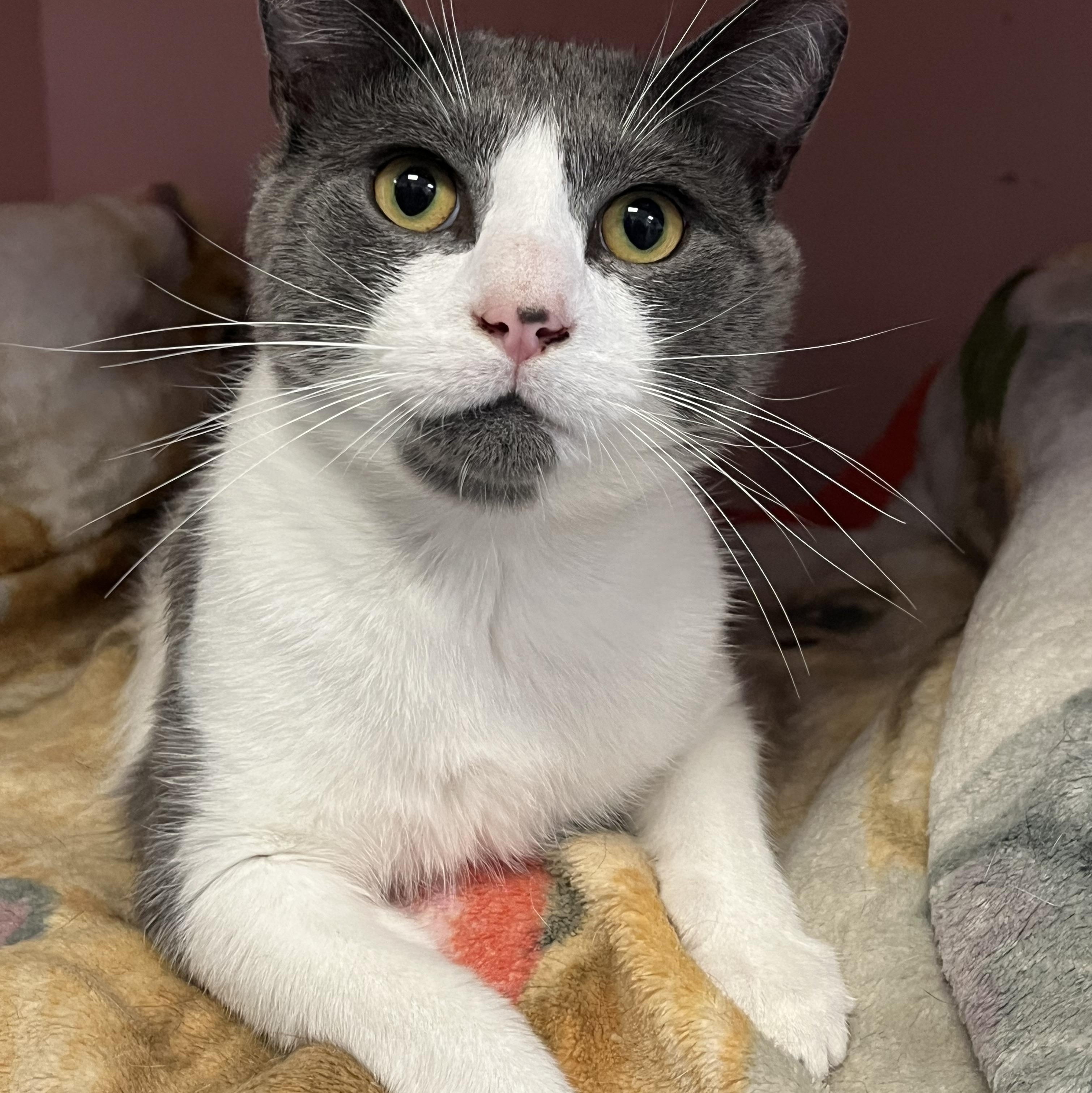 Douglas, a ADOPTABLE Domestic Short Hair in Johnston, RI image 2/6