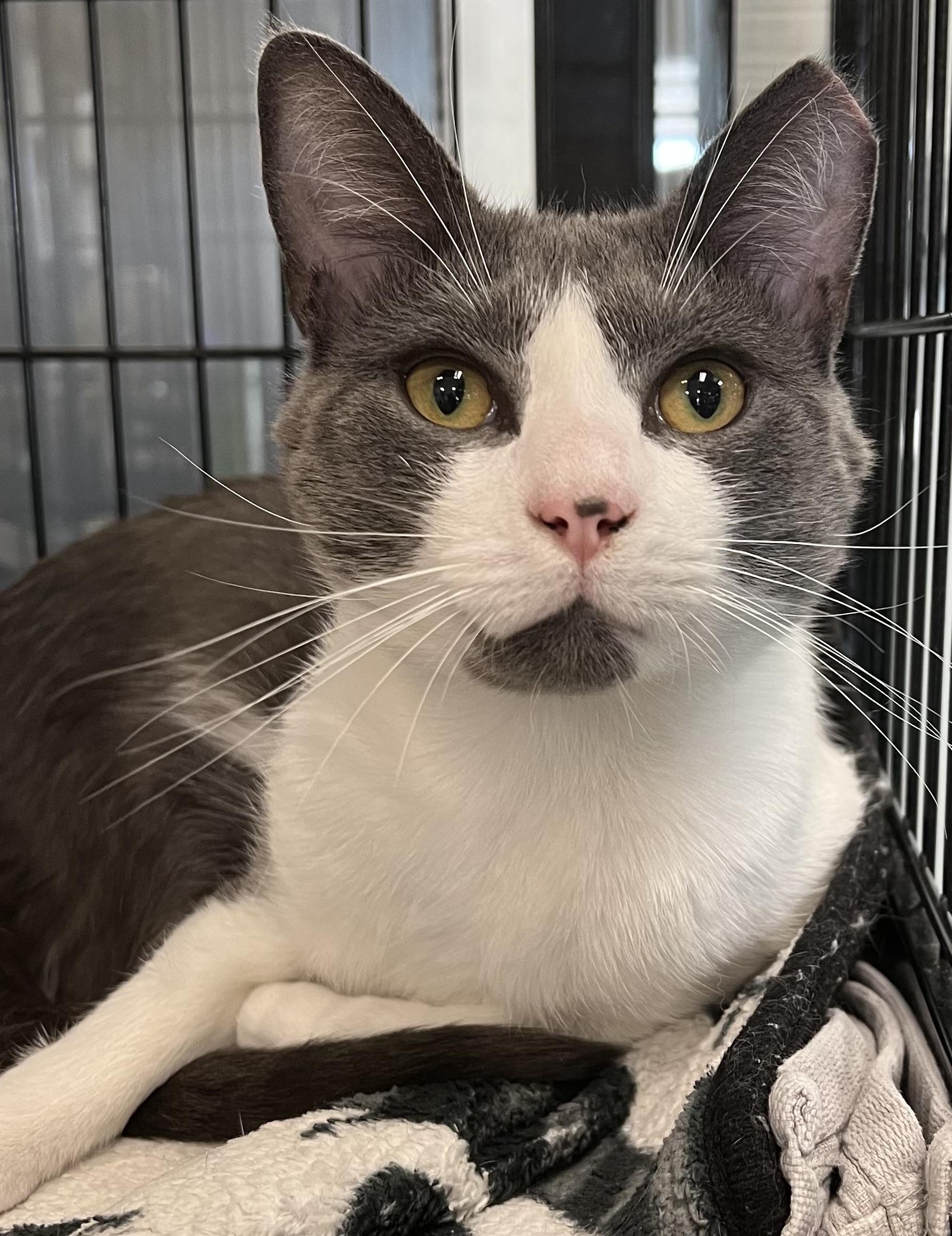 Douglas, a ADOPTABLE Domestic Short Hair in Johnston, RI image 5/6