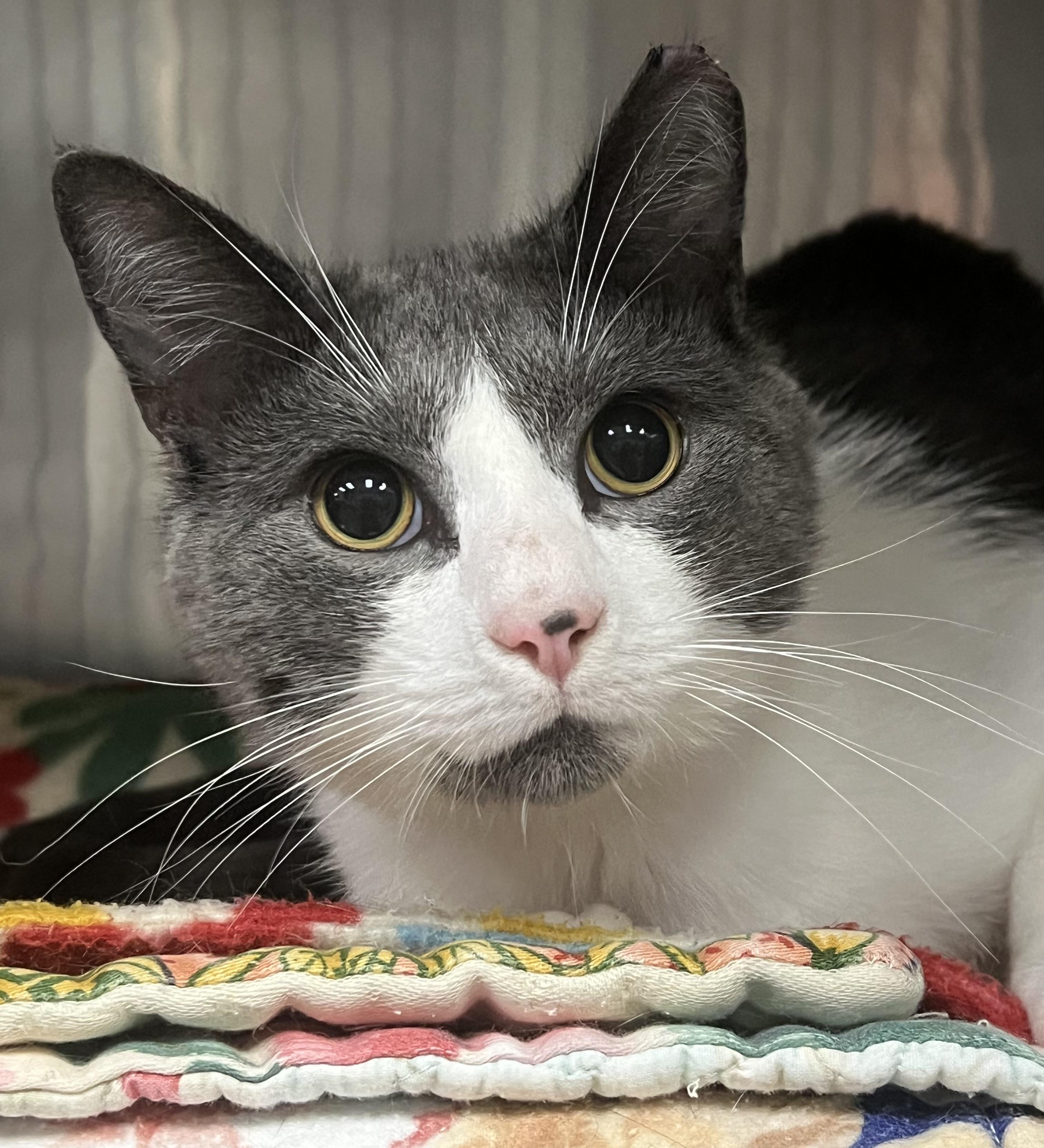 Douglas, a ADOPTABLE Domestic Short Hair in Johnston, RI image 6/6