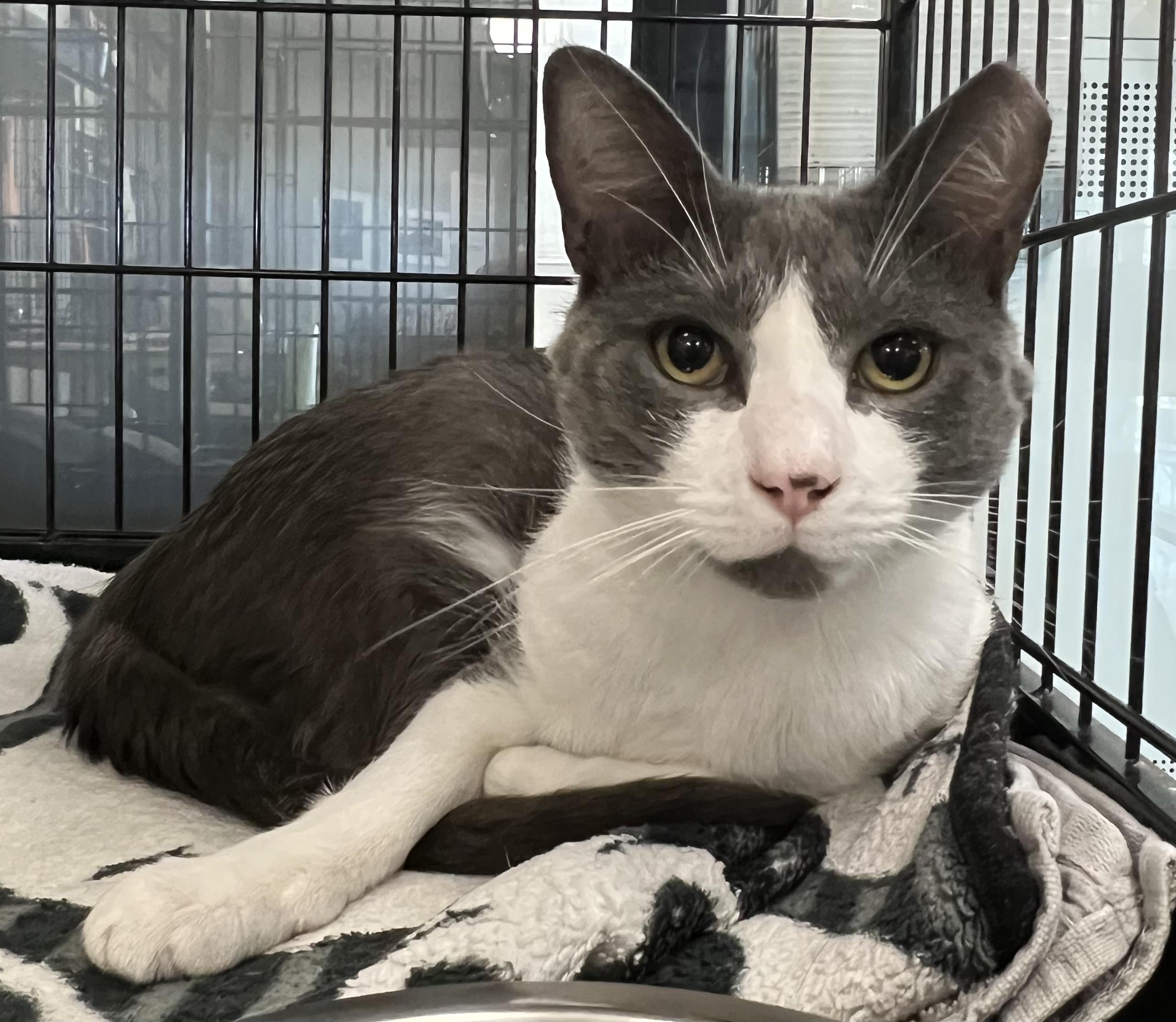 Douglas, a ADOPTABLE Domestic Short Hair in Johnston, RI image 4/6