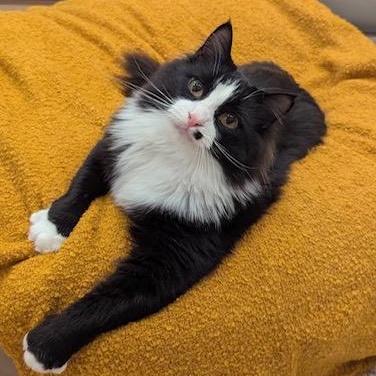 Enlarge Arthur bonded with Truffle, a Adoptable Domestic Long Hair in Pickering, ON image 3/6